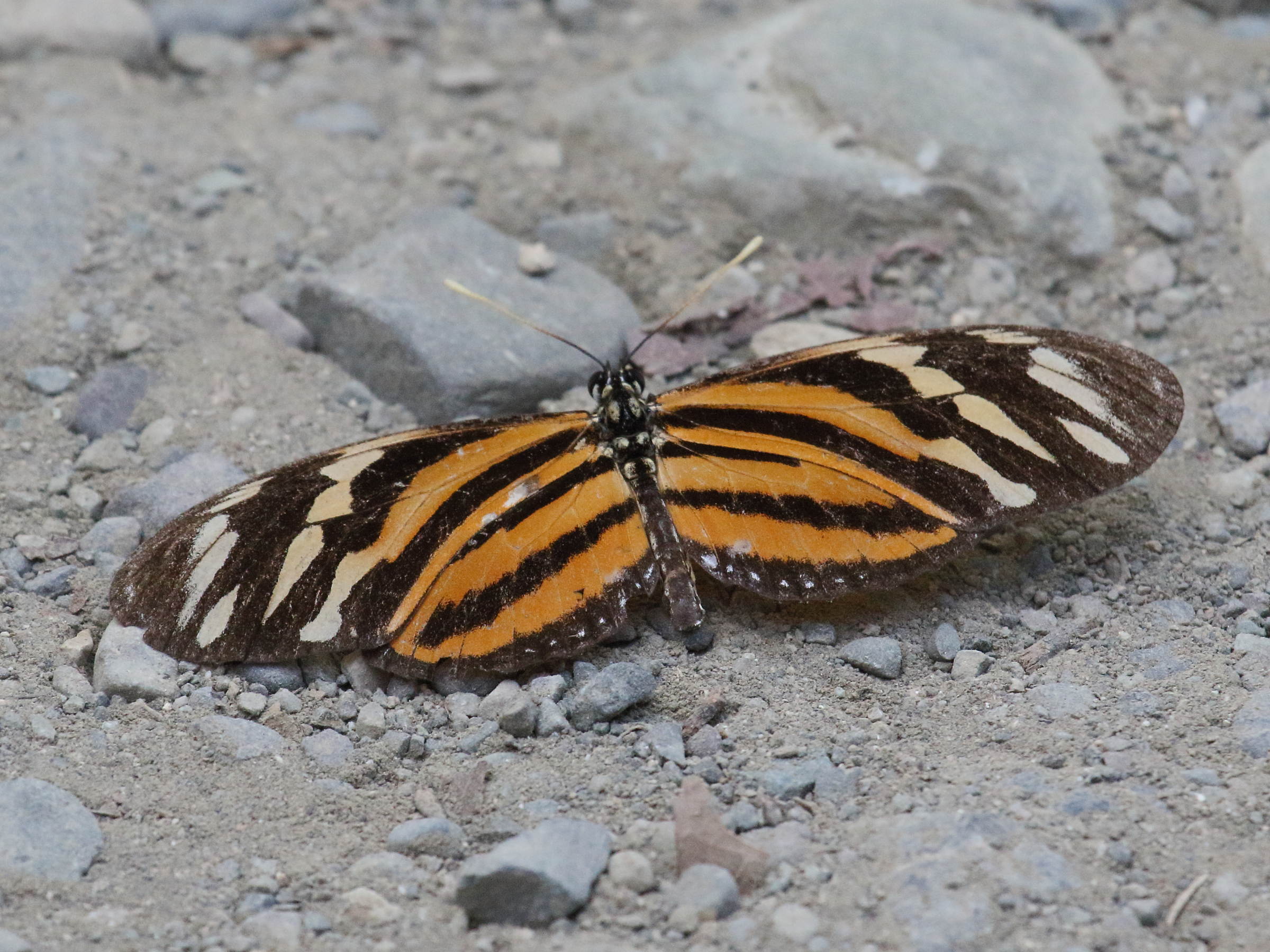 Afficher le média eueides_isabella_eva3bd eueides_isabella_eva3bd