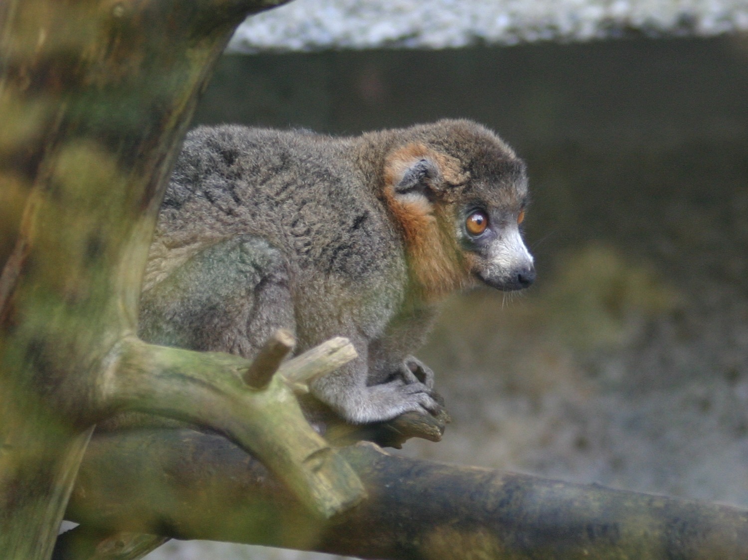eulemur_mongoz1sd
