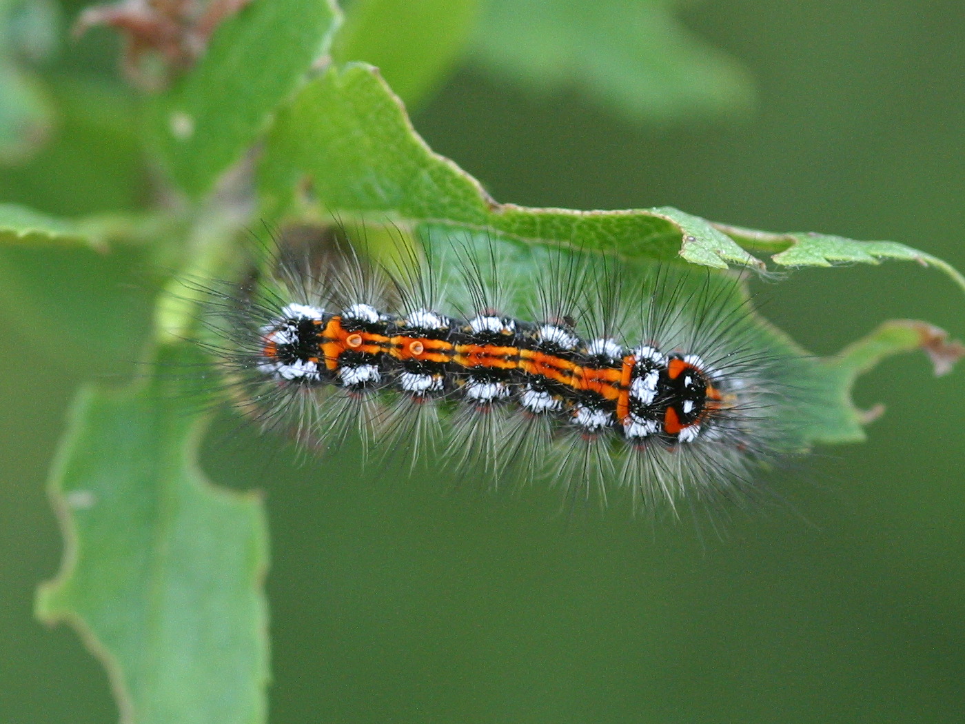 euproctis_similis_ch1bd