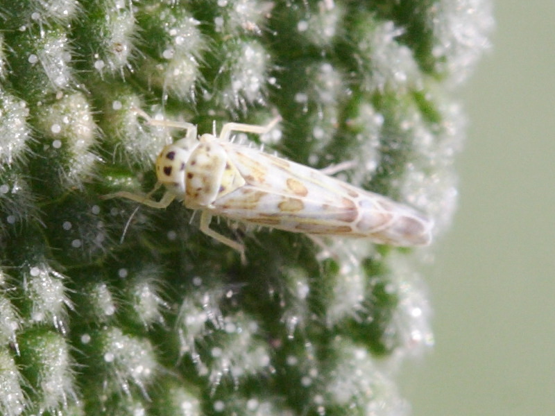 eupteryx_melissae1md