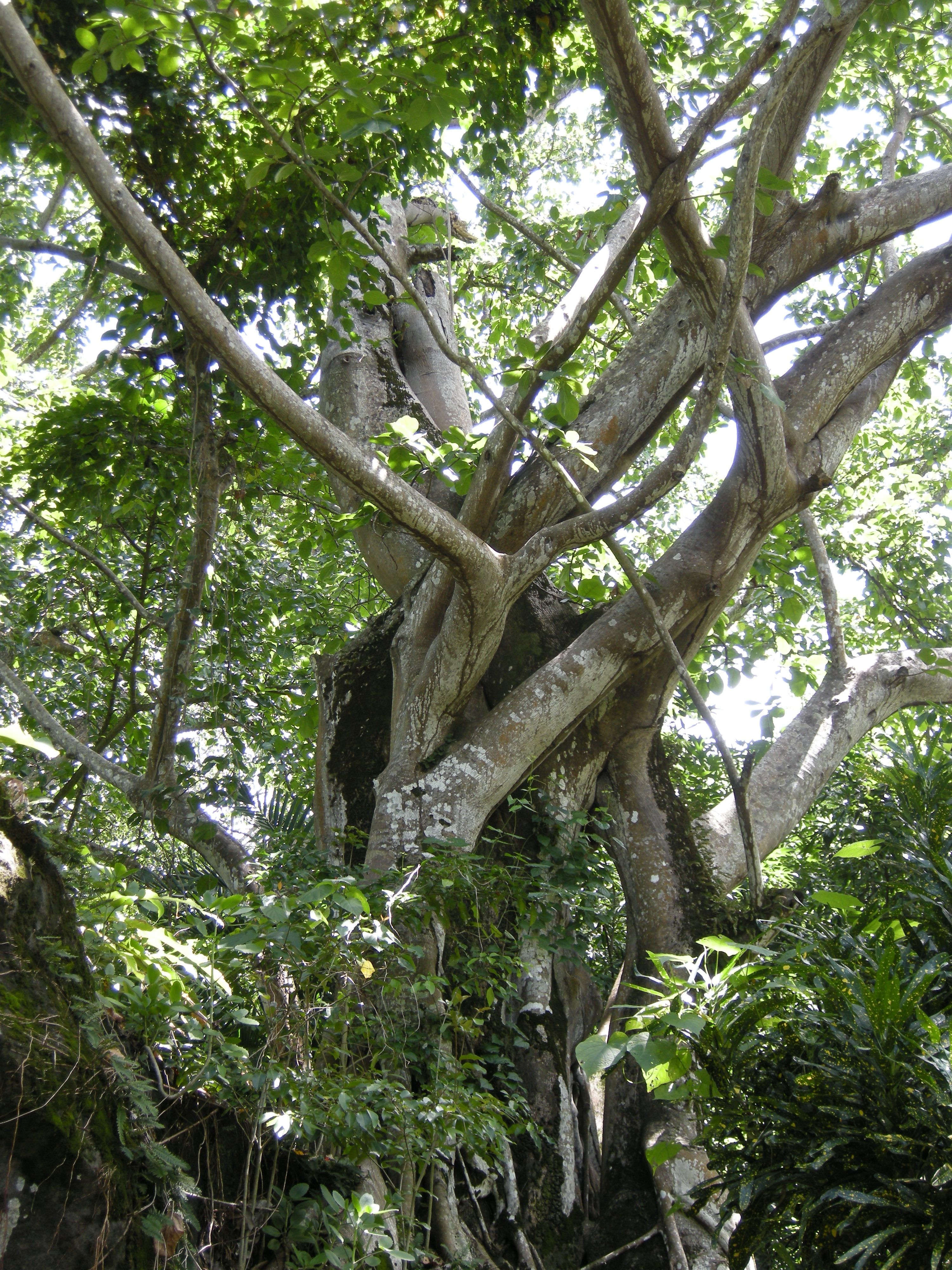 Afficher le média ficus_nymphaeifolia3md ficus_nymphaeifolia3md