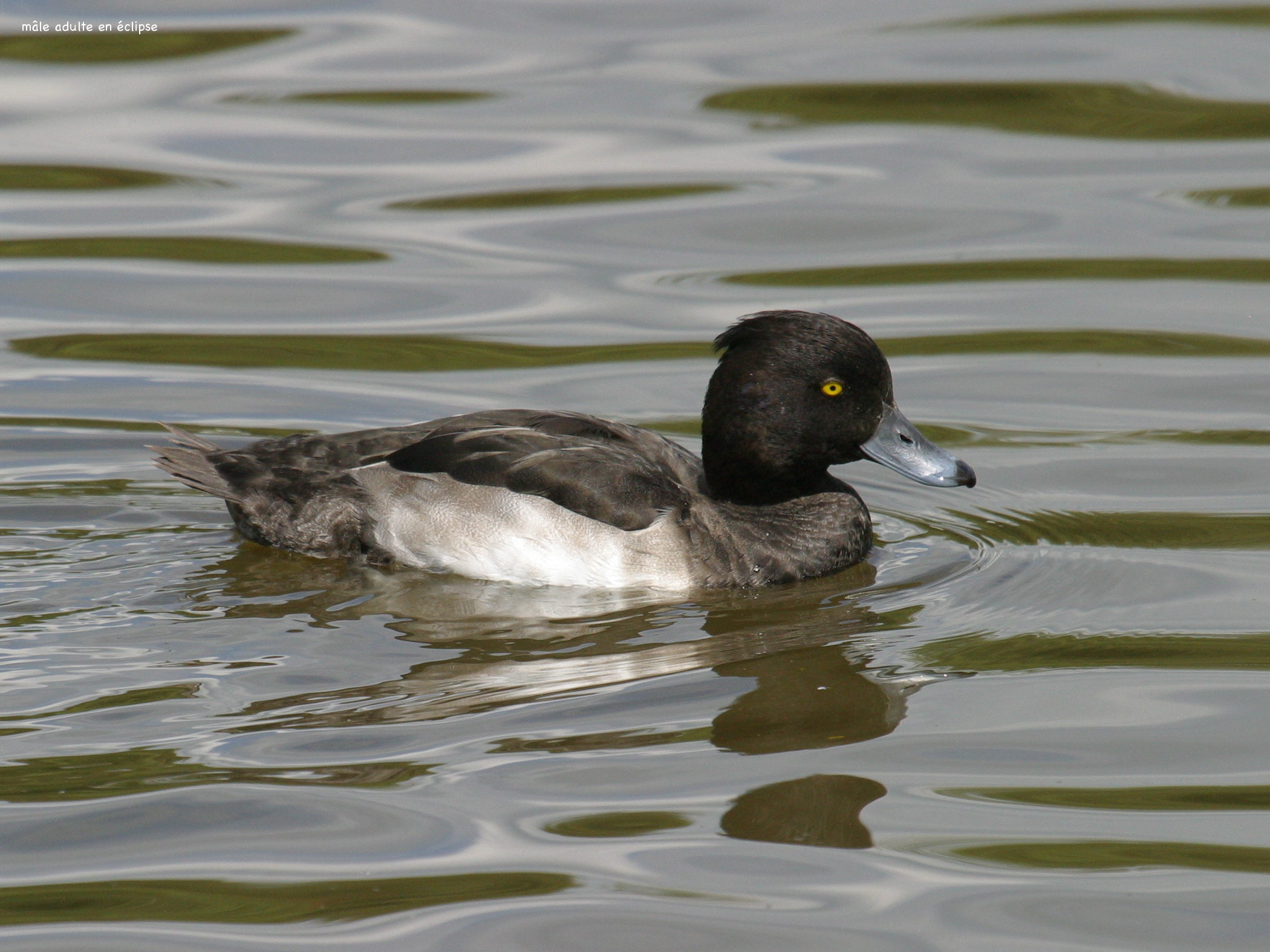 fuligule_morillon_-_aythya_fuligula3bd