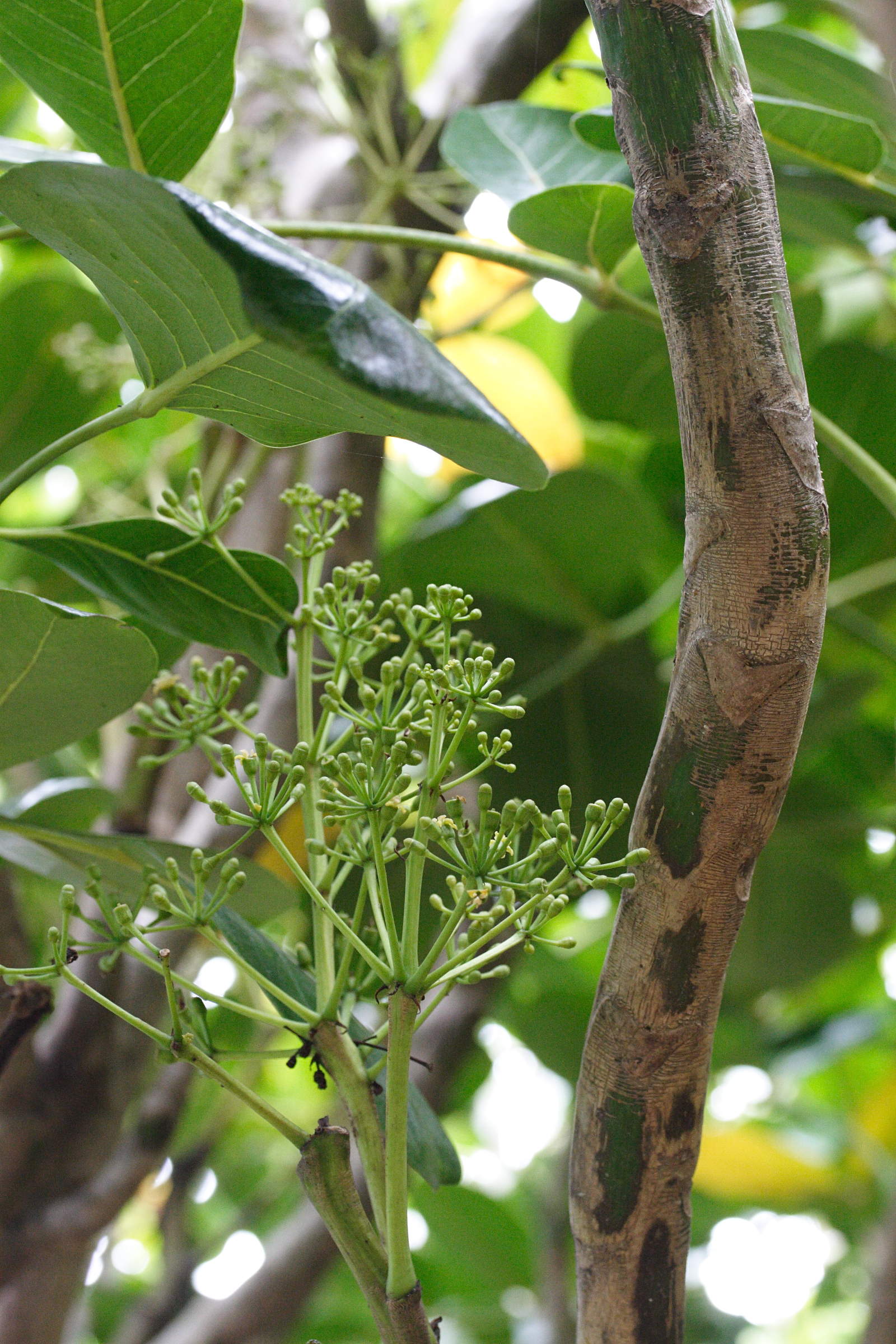 gastonia_cutispongia5md