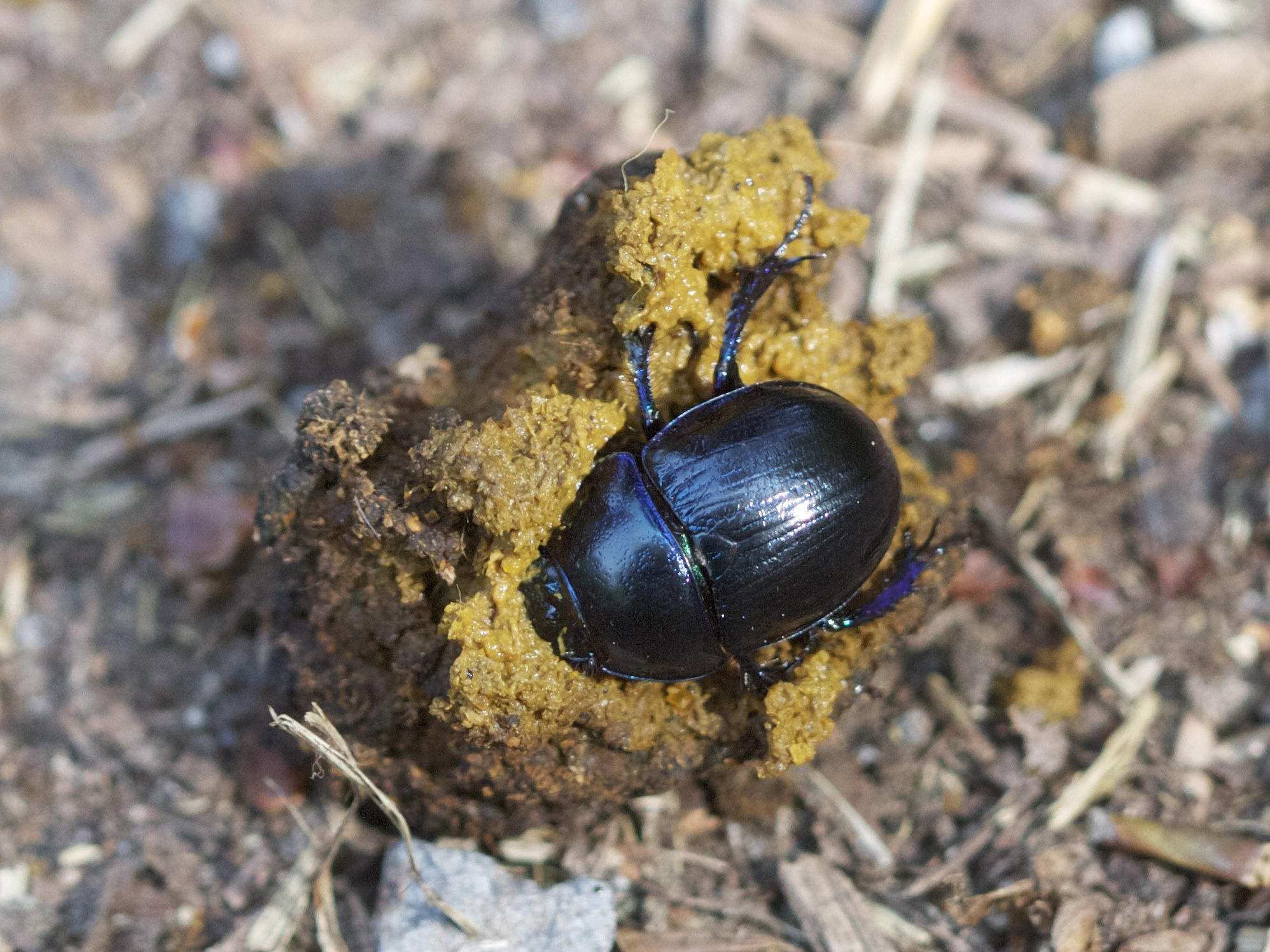 geotrupes_mutator5bd