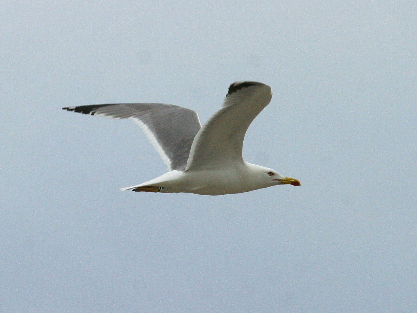 goeland_leucophee_-_larus_michahellis3bd