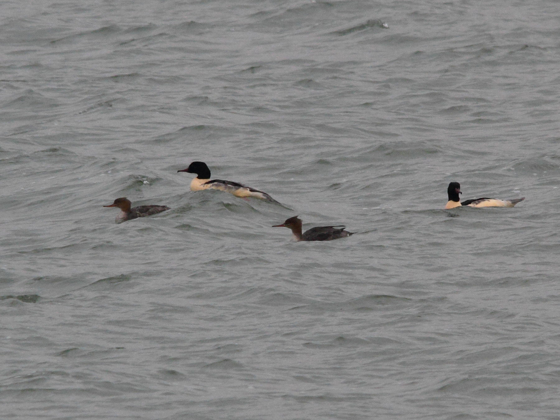 harle_bievre_-_mergus_merganser2md