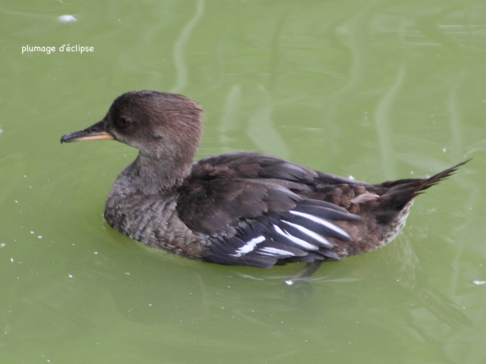 harle_couronne_-_lophodytes_cucullatus5md