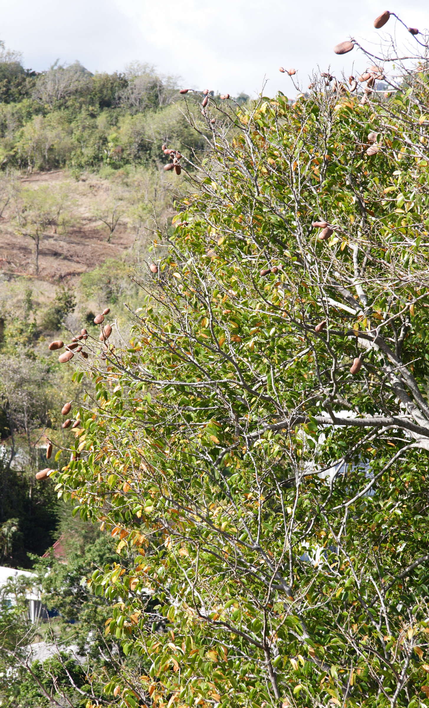 hymenaea_courbaril7md