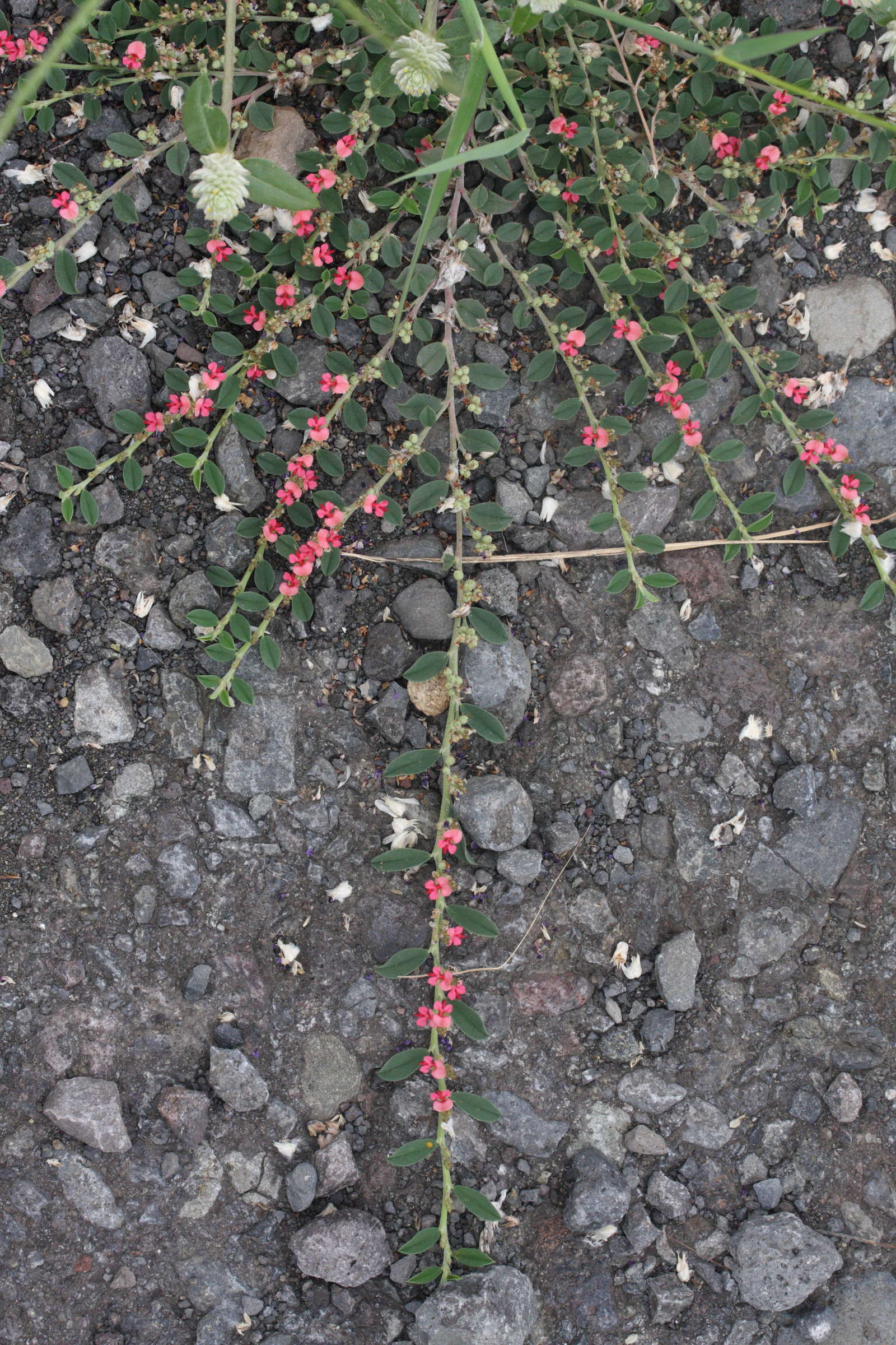 indigofera_linifolia1md