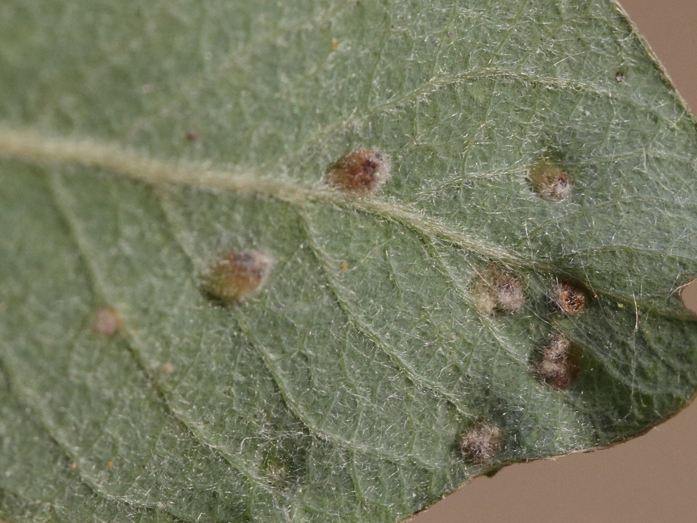 iteomyia_capreae_galle2md