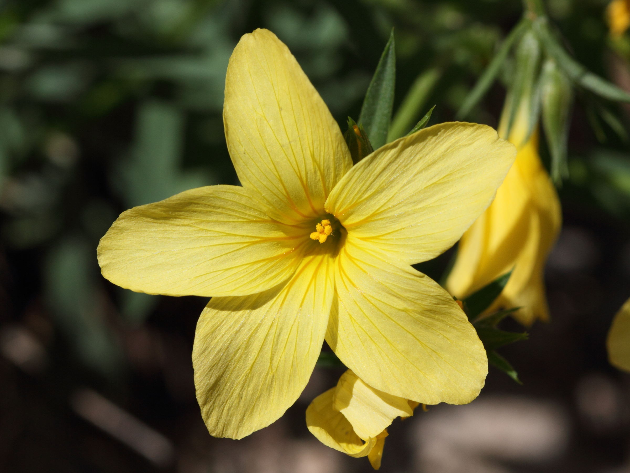 linum_campanulatum3bd
