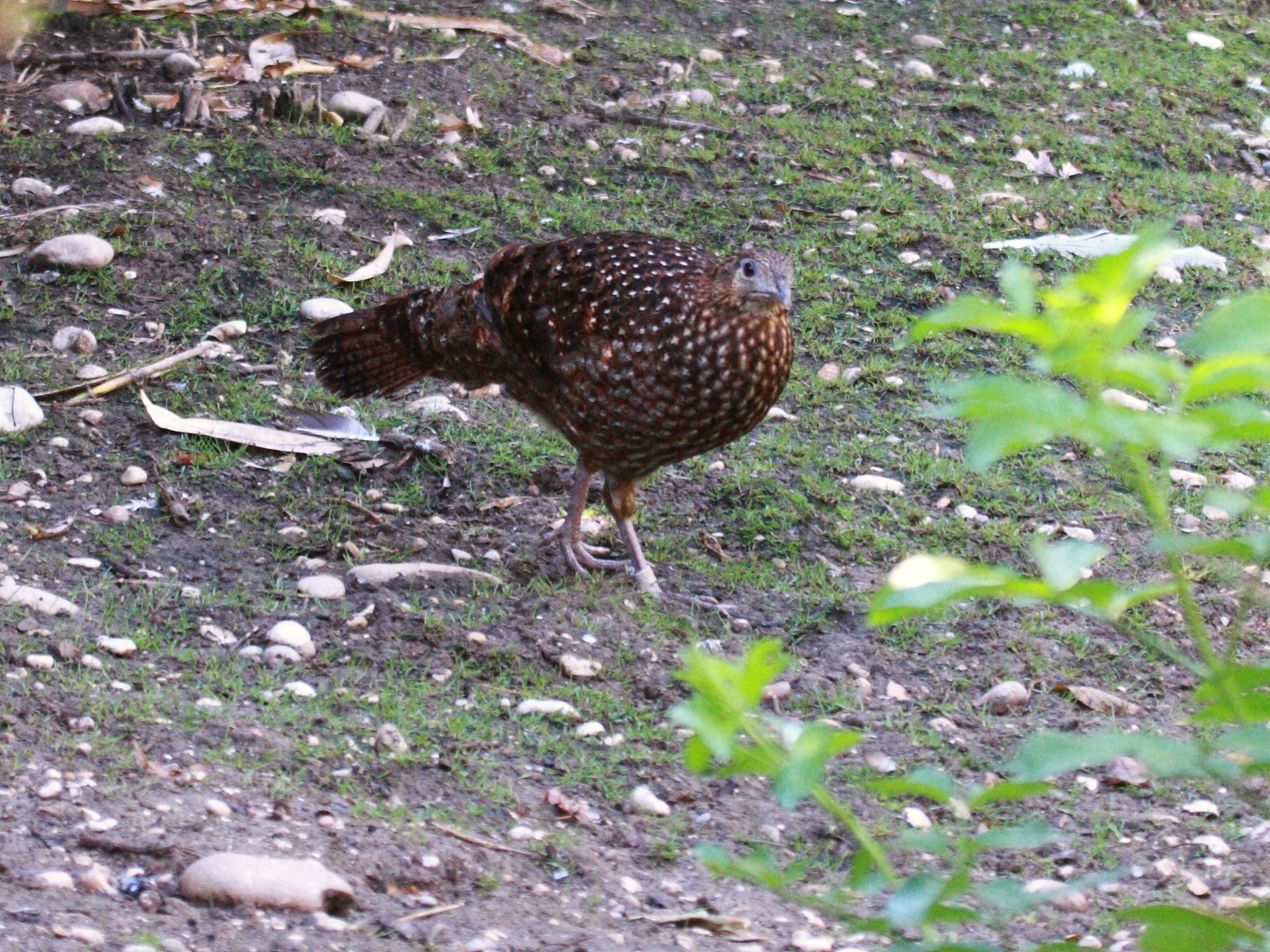 lophophore_resplendissant_-_lophophorus_impejanus1bd