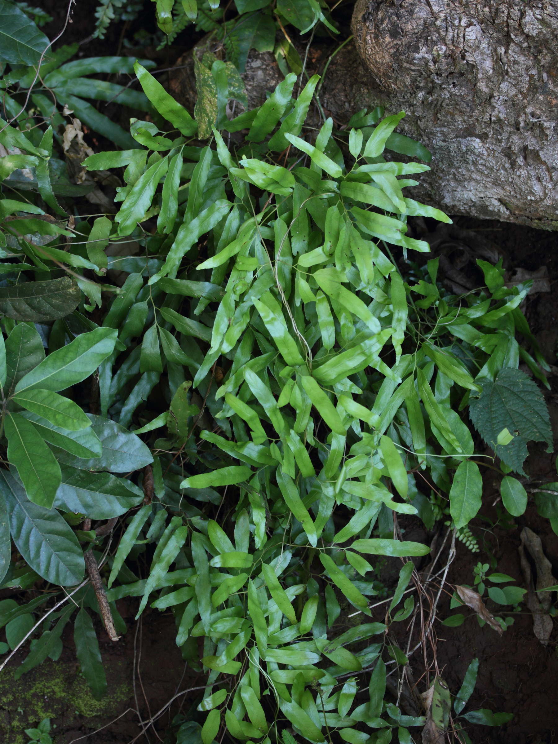 lygodium_lanceolatum5md