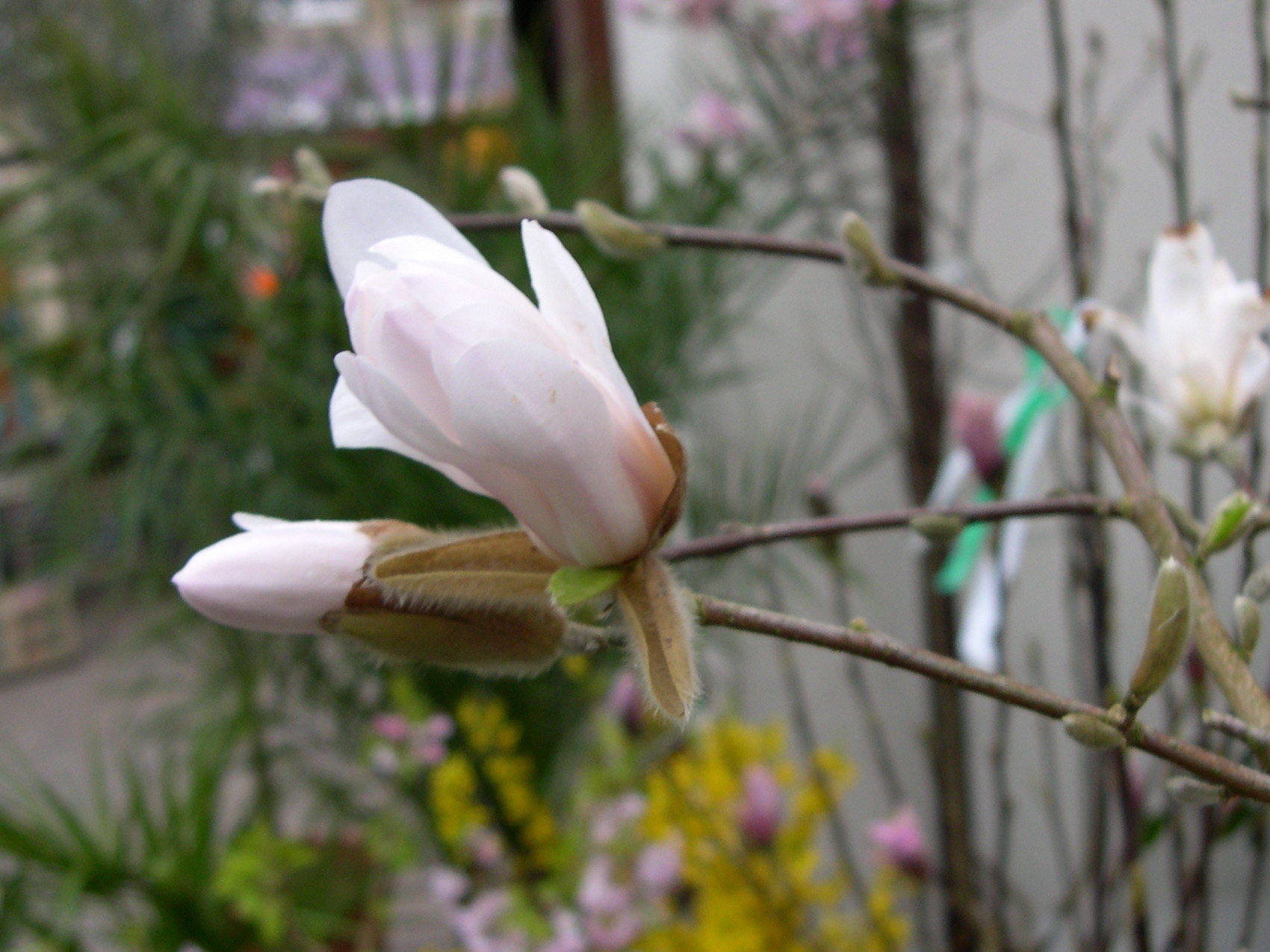 Afficher le média magnolia_stellata3md magnolia_stellata3md