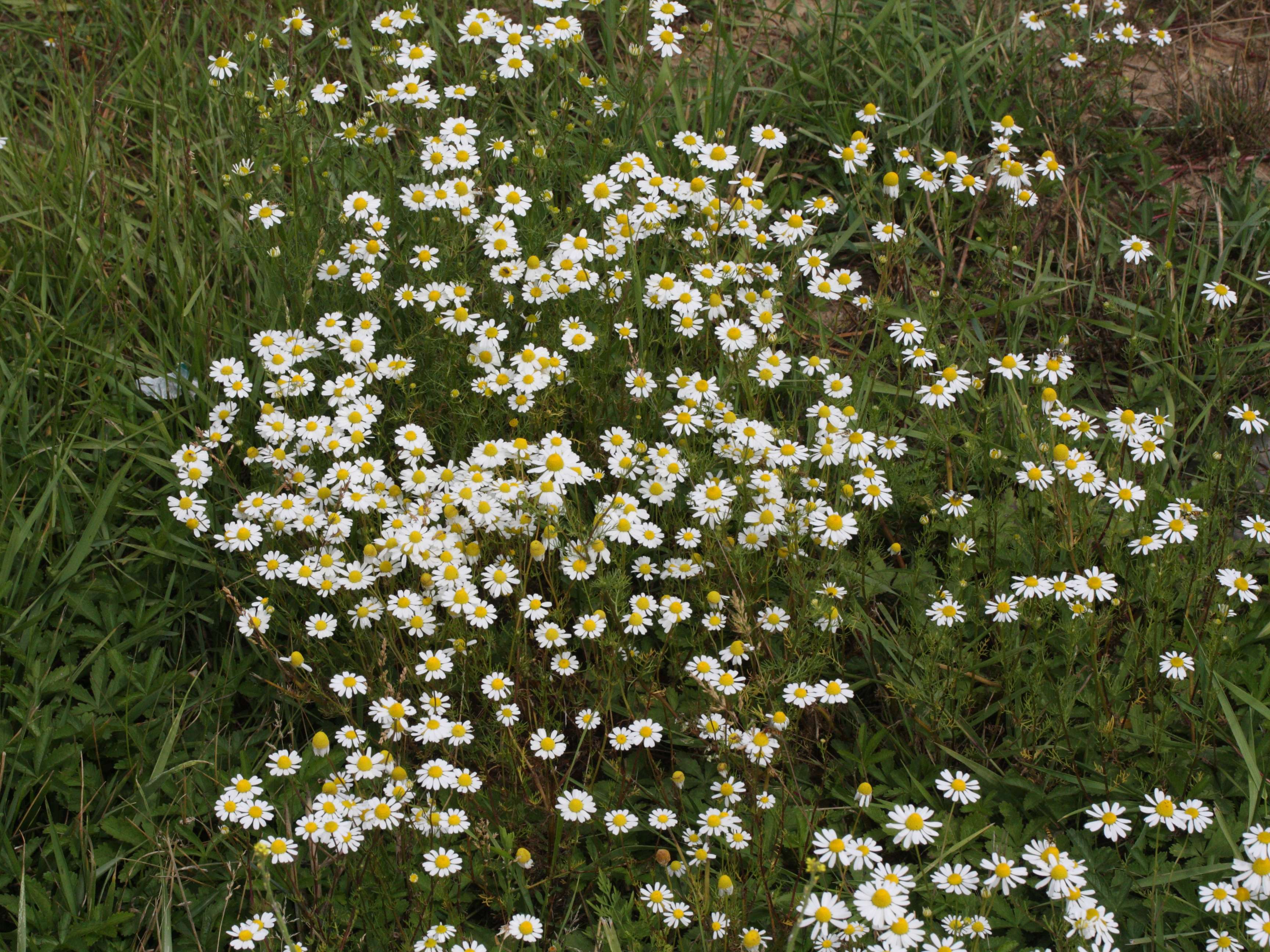 Afficher le média matricaria_chamomilla1md matricaria_chamomilla1md