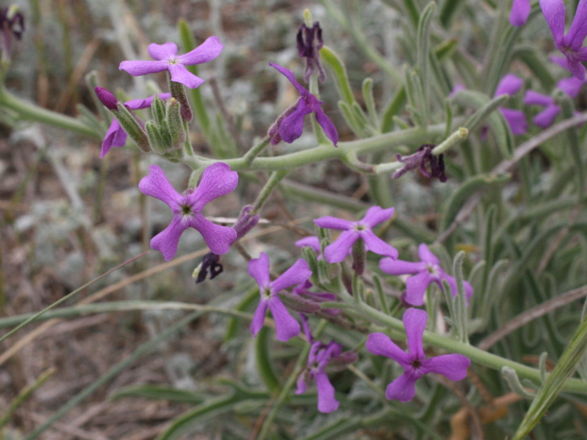 matthiola_sinuata3amd