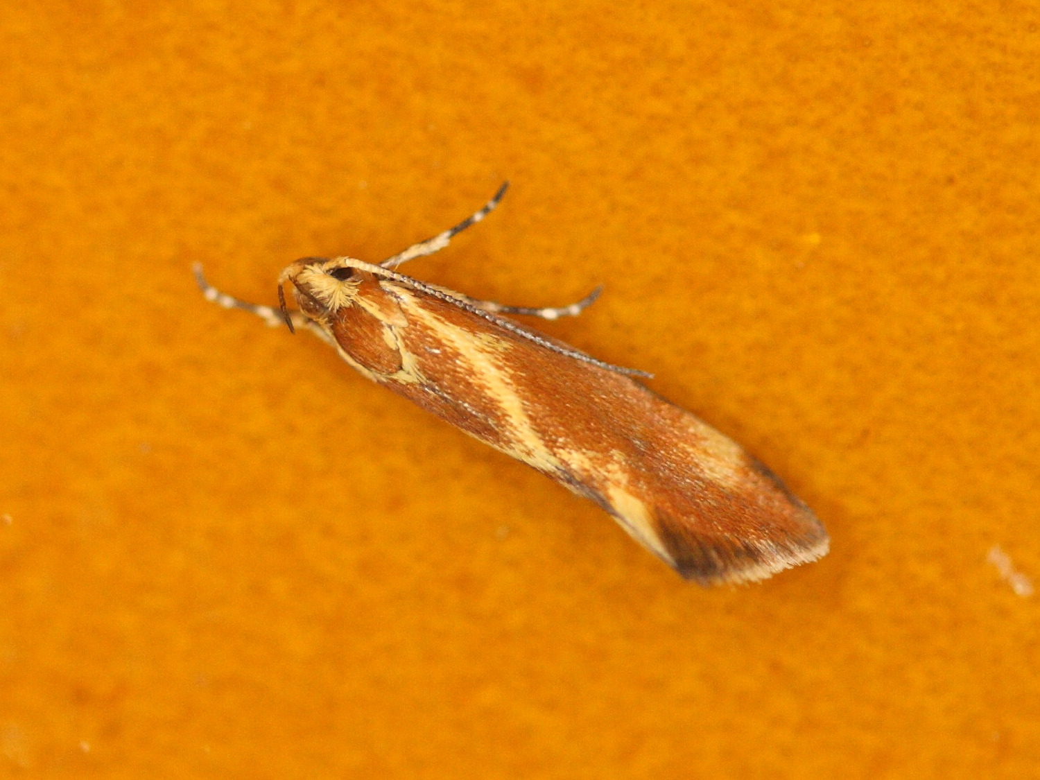 metalampra_cinnamomea1md