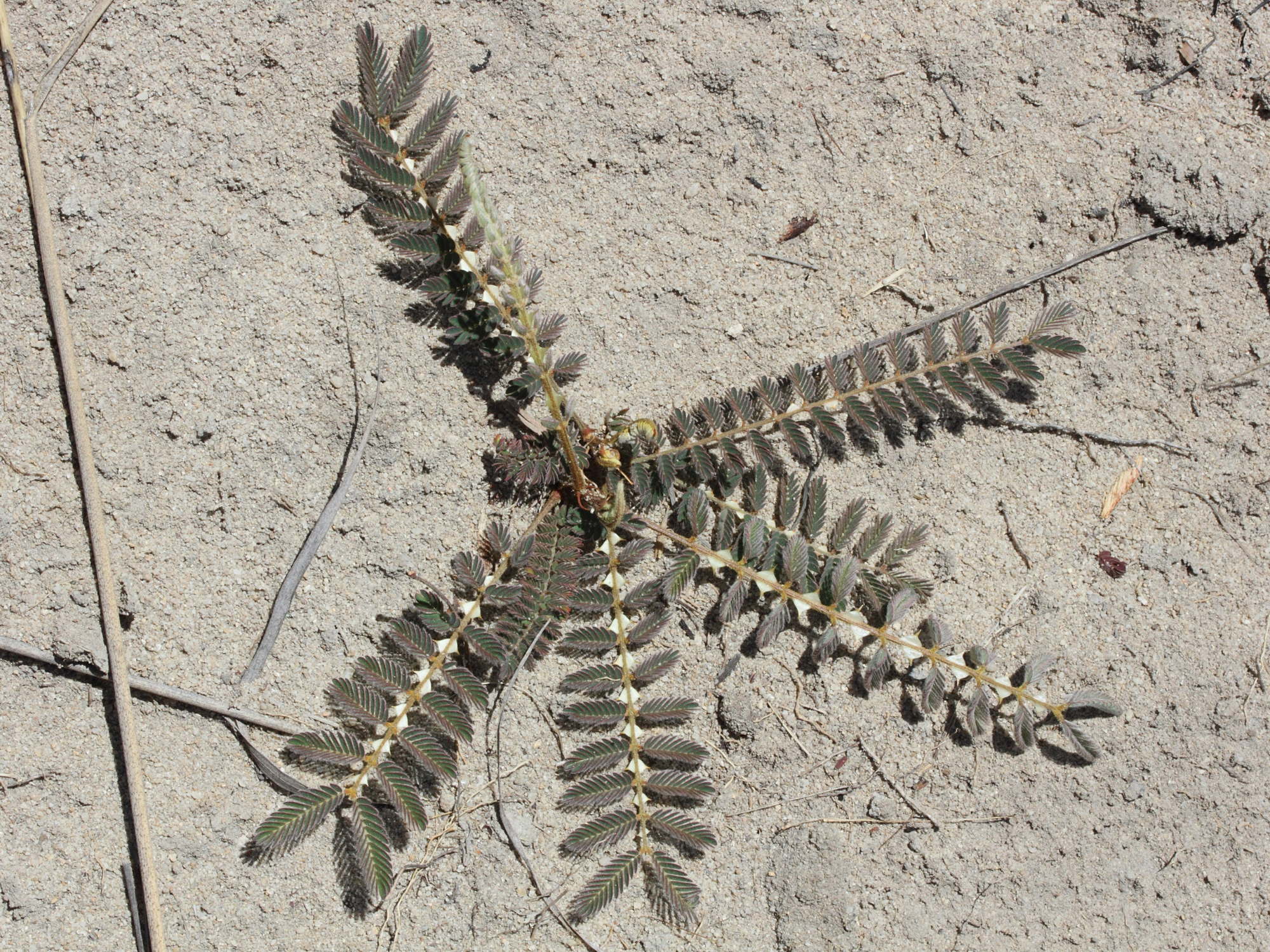 mimosa_latispinosa1md