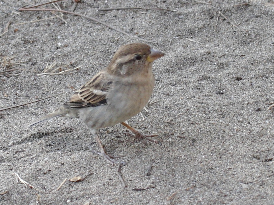 moineau_d-italie_-_passer_x_italiae3bd