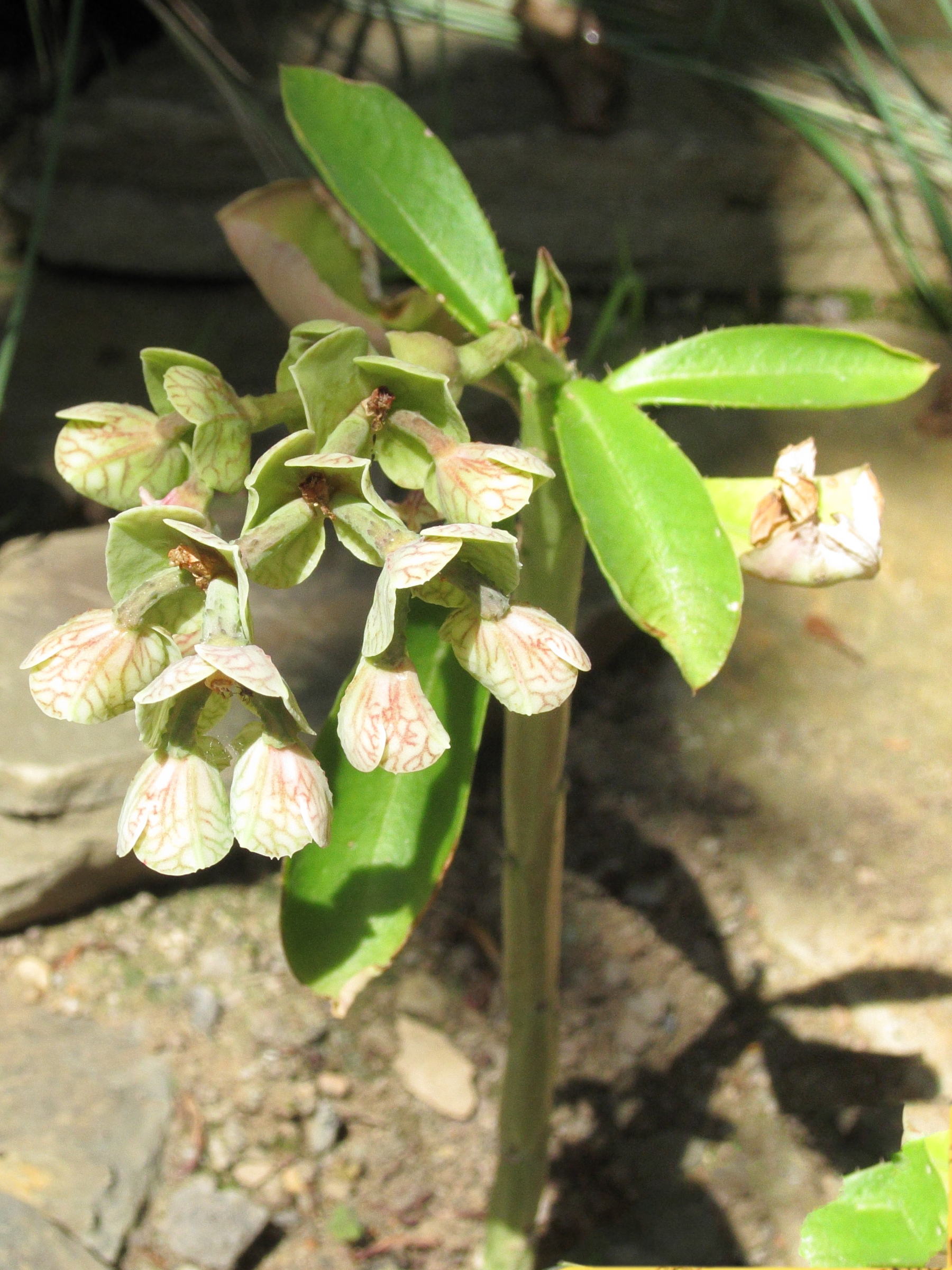 Afficher le média monadenium_kaessneri1bd monadenium_kaessneri1bd