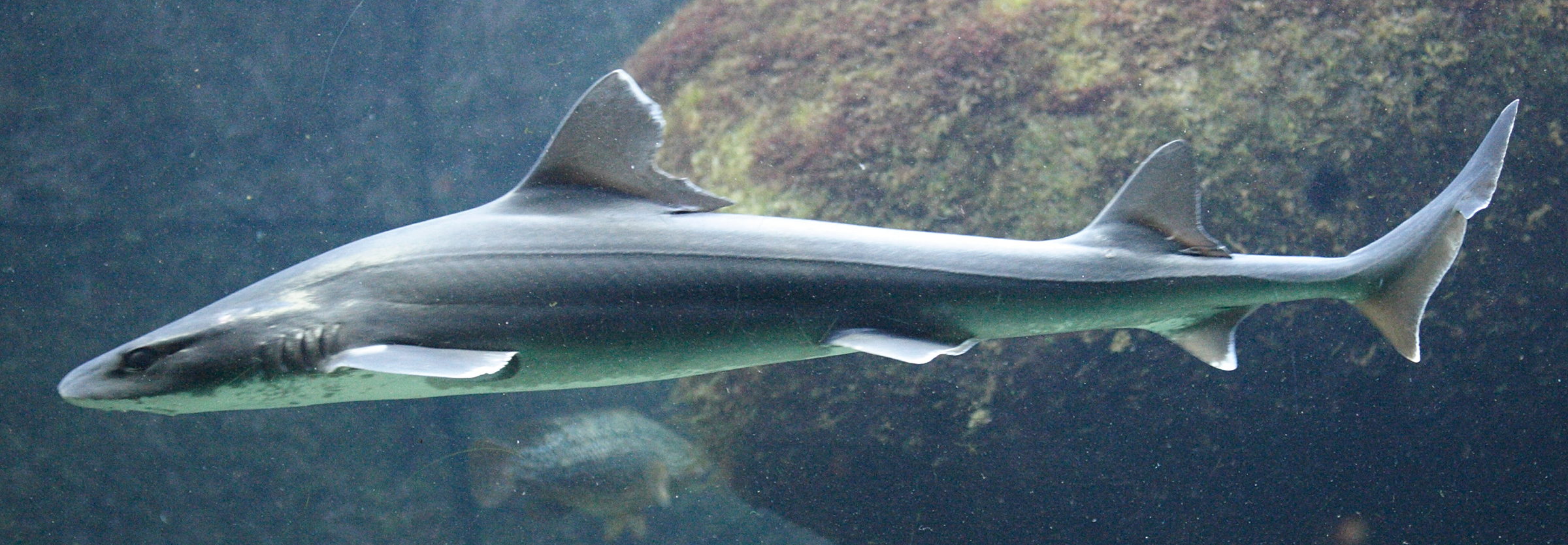 mustelus_mustelus1md