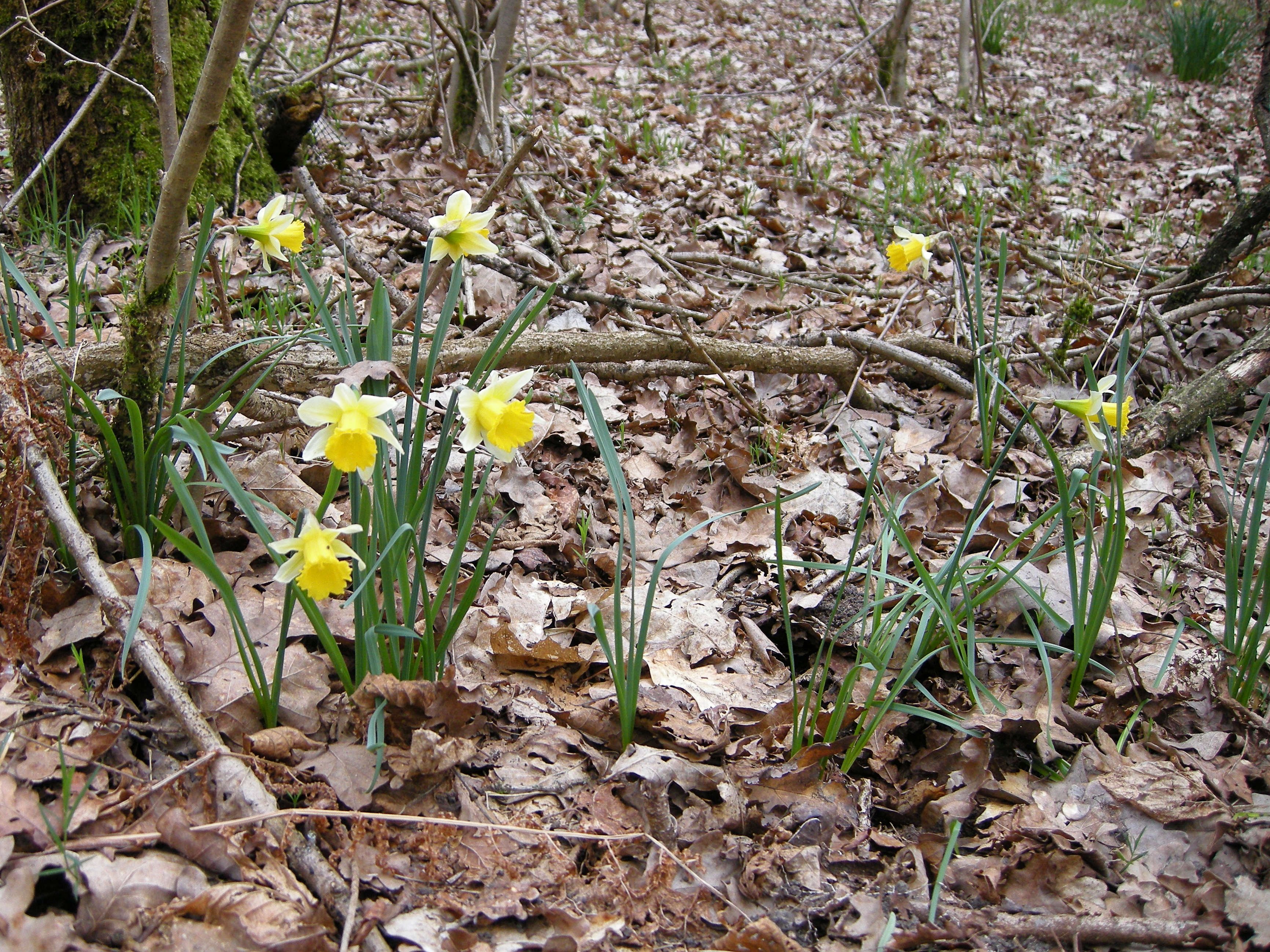 narcissus_pseudonarcissus5md