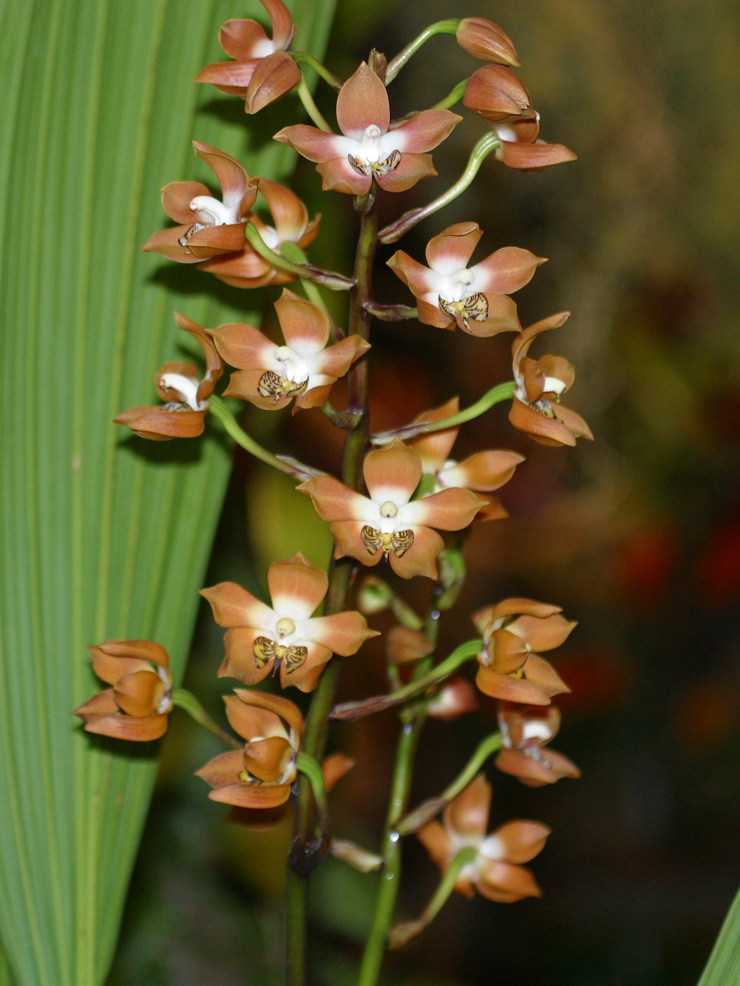 Afficher le média neomoorea_irrorata1amd neomoorea_irrorata1amd