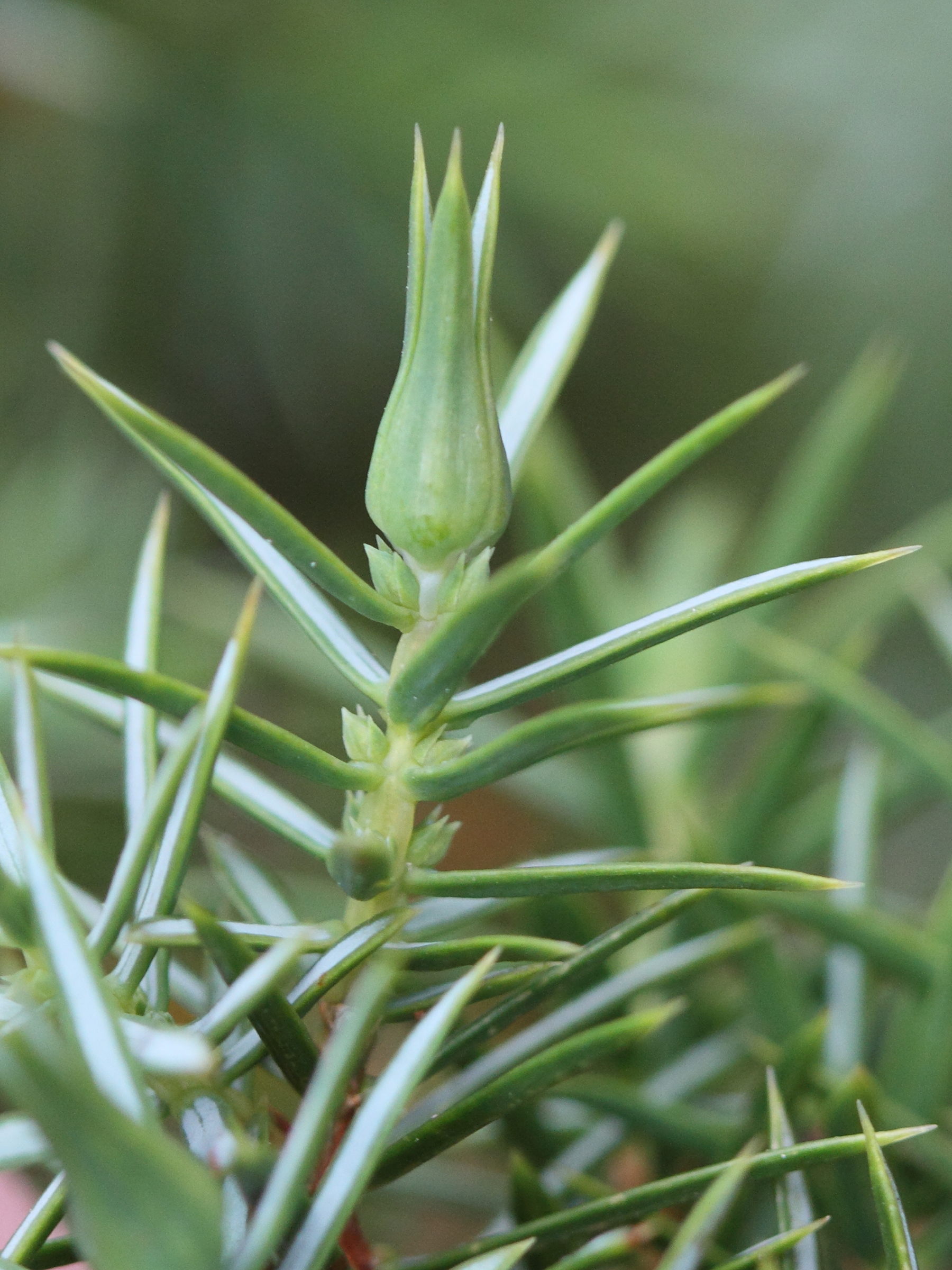 Afficher le média Oligotrophus_juniperinus Oligotrophus_juniperinus