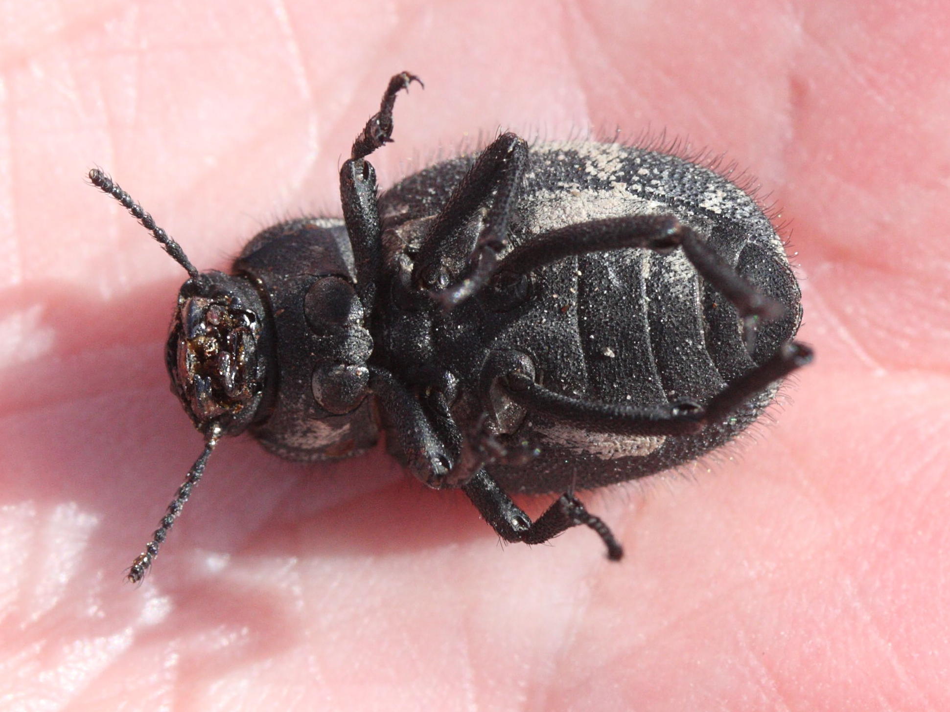 pachyscelis_villosa3md