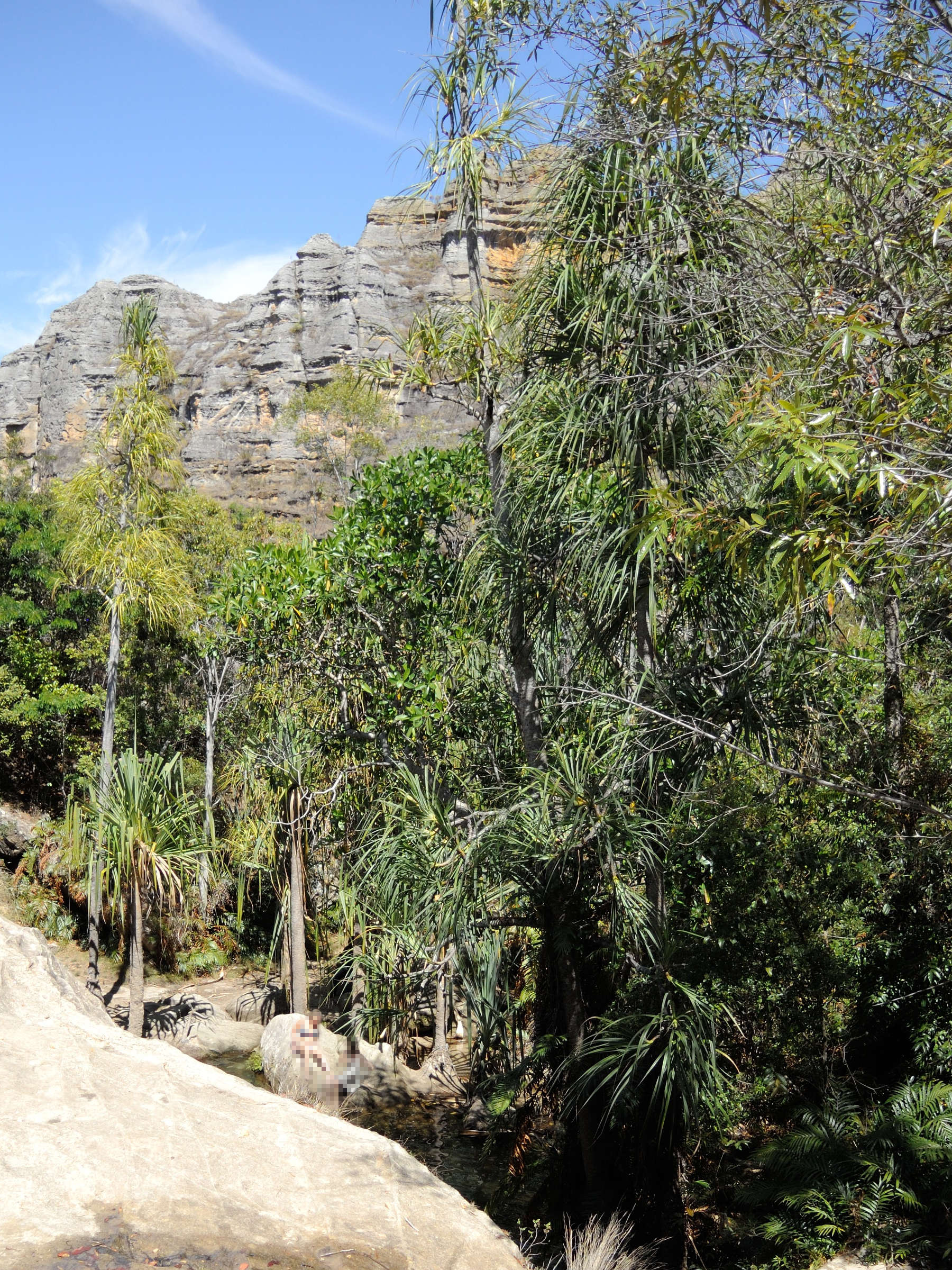 pandanus_variabilis2md