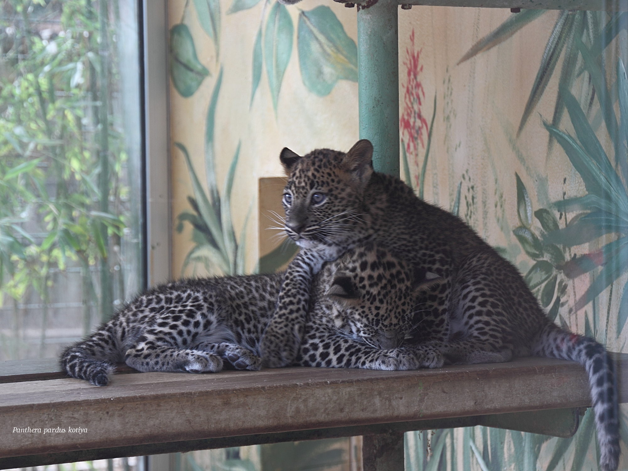 panthera_pardus_kotiya2cd