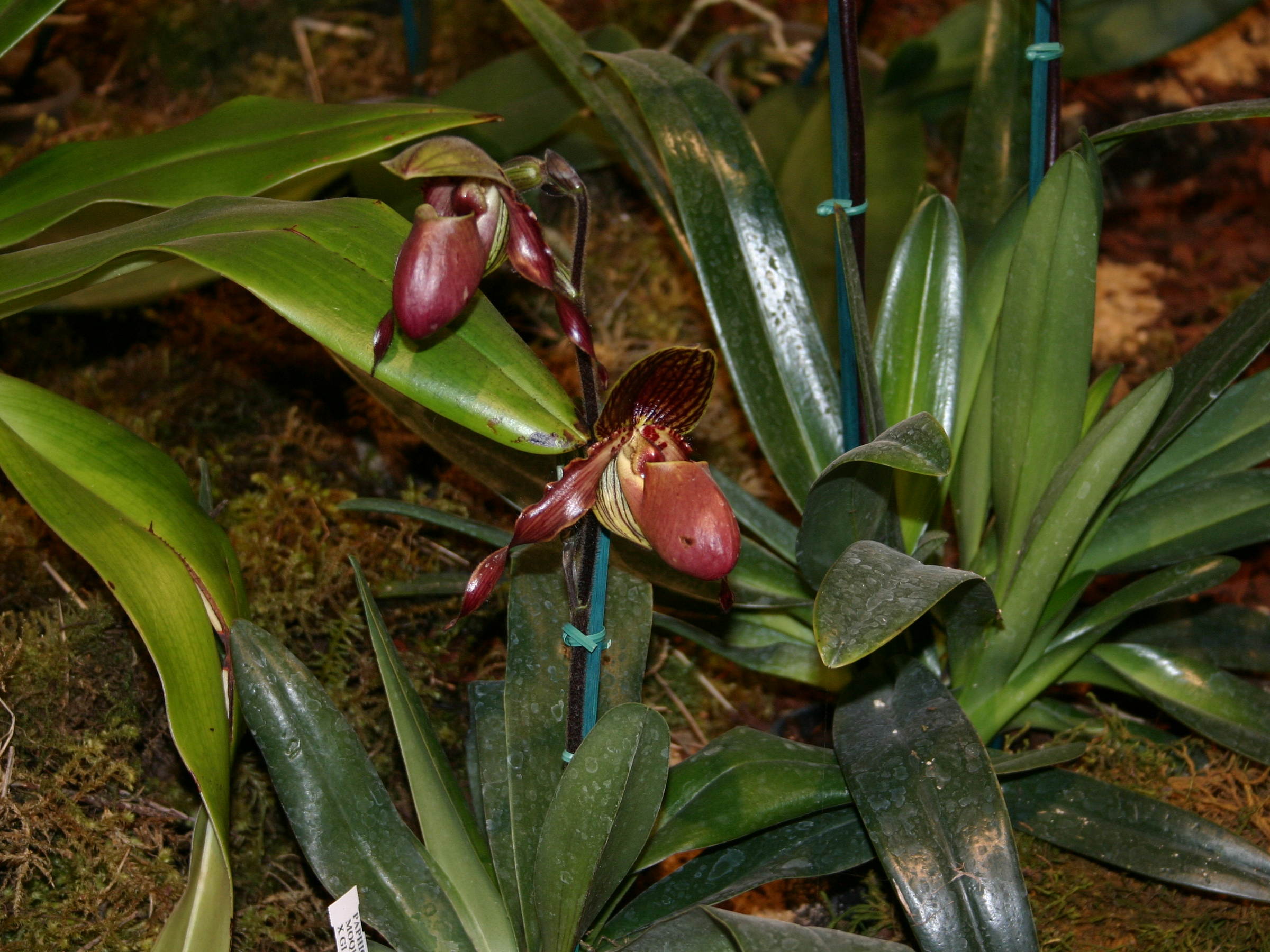 paphiopedilum_moquettianum_x_glanduliferum1sd