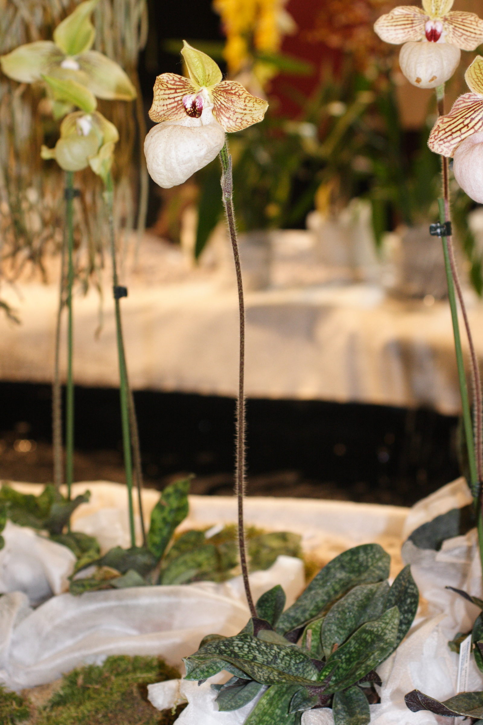 Afficher le média paphiopedilum_x_fanaticum1md paphiopedilum_x_fanaticum1md