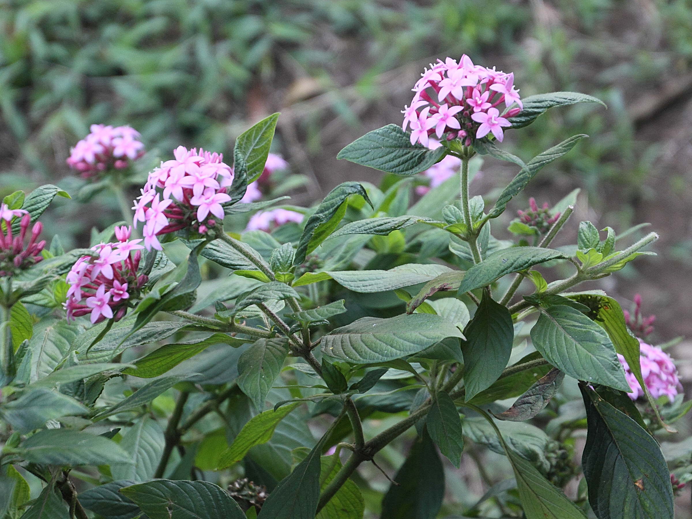 pentas_lanceolata9md