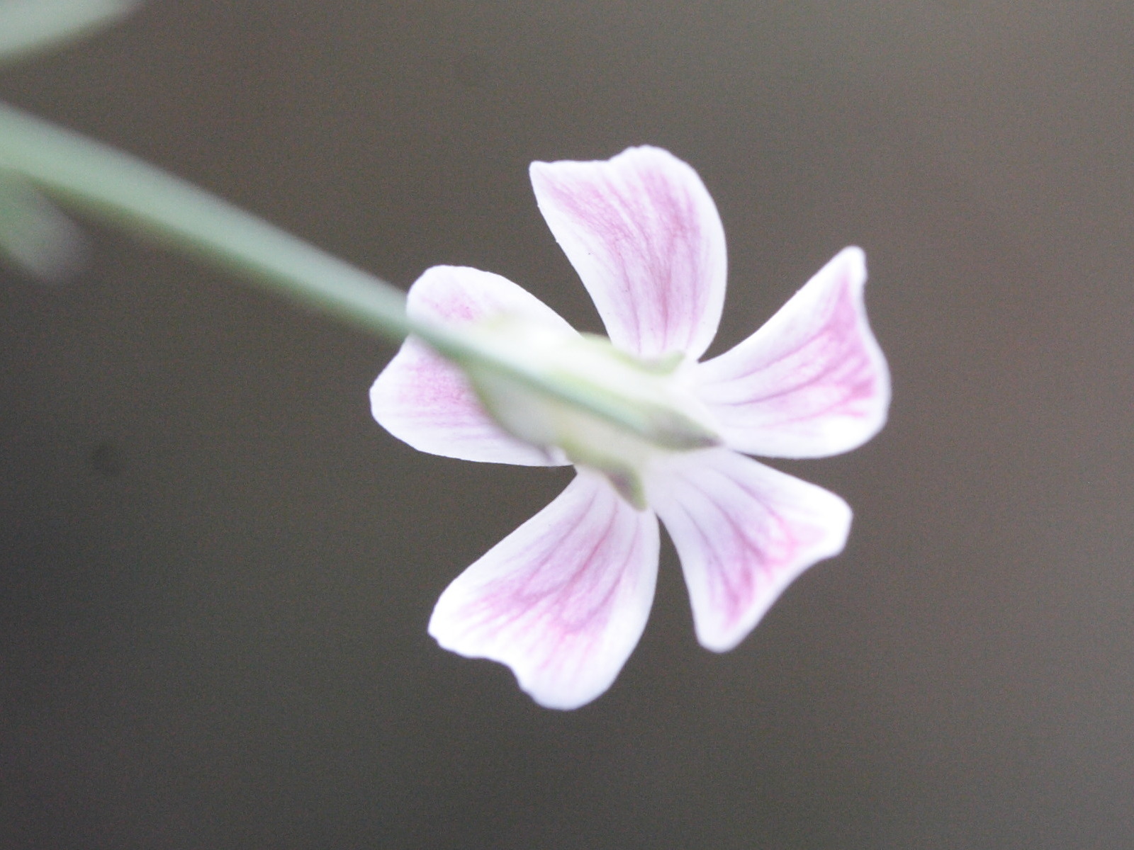 Afficher le média petrorhagia_saxifraga_gasparrinii4md petrorhagia_saxifraga_gasparrinii4md