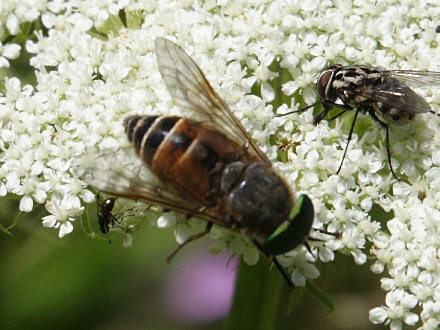 philipomyia_aprica1md