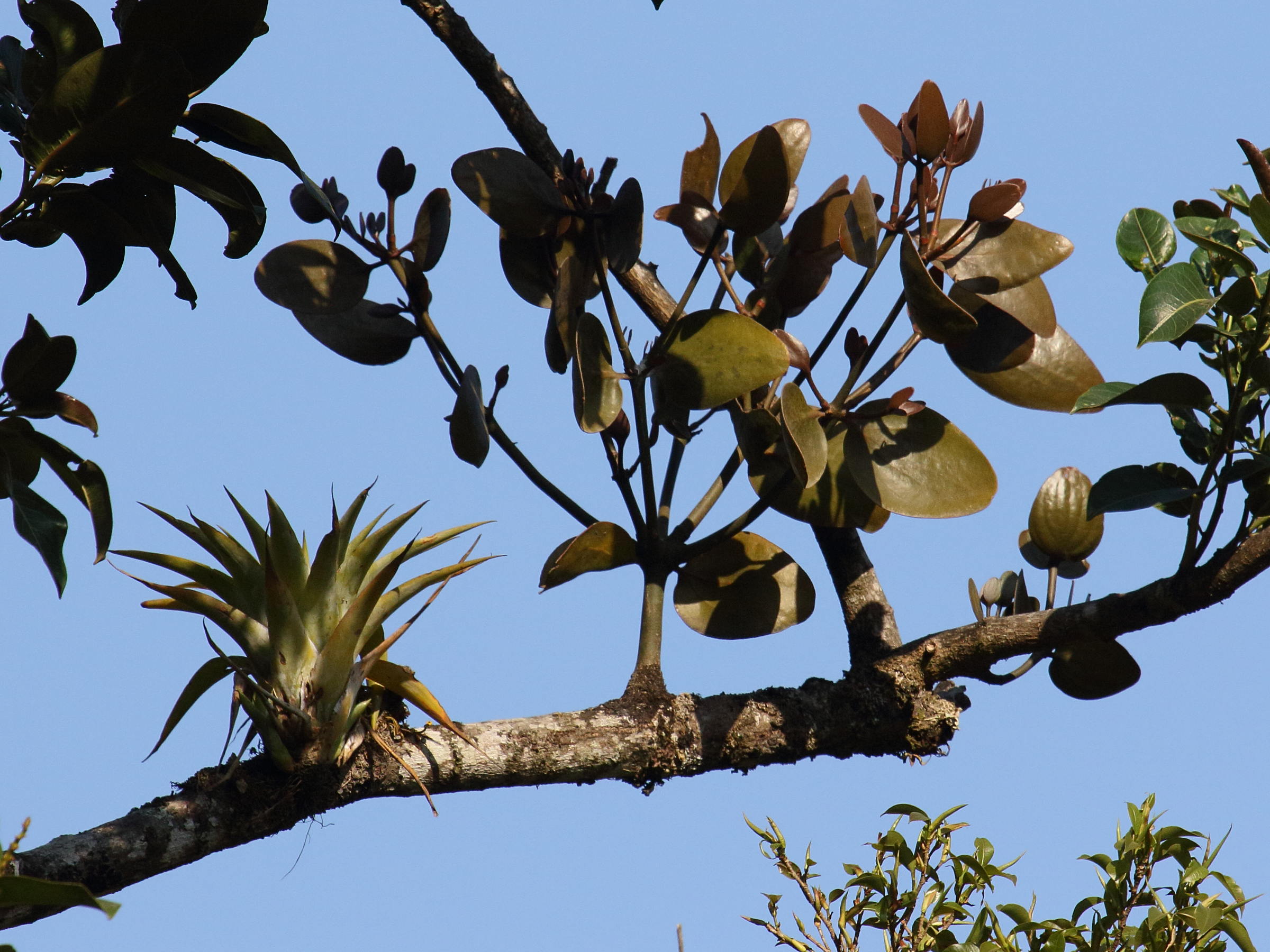 Afficher le média phoradendron_robustissimum3bd phoradendron_robustissimum3bd