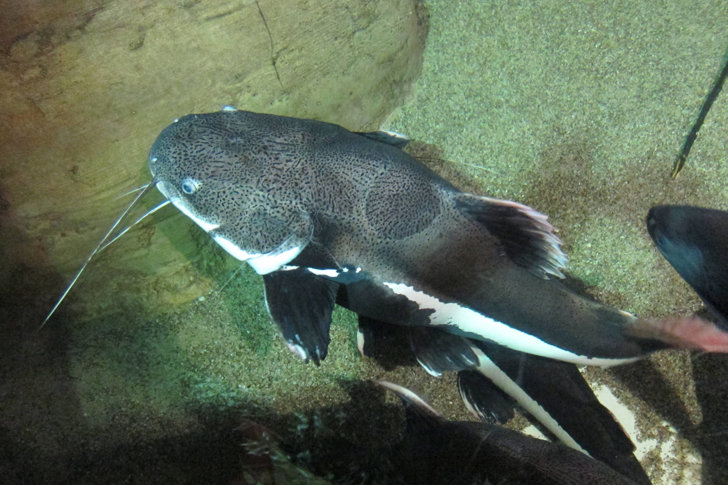 phractocephalus_hemioliopterus3bd