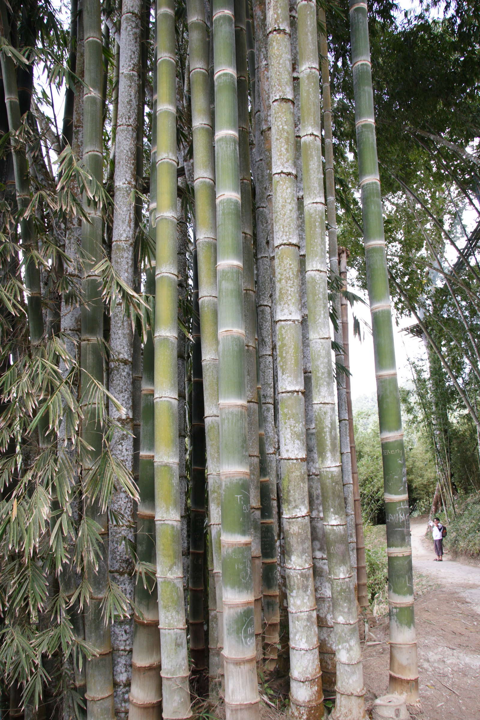phyllostachys_bambusoides2md