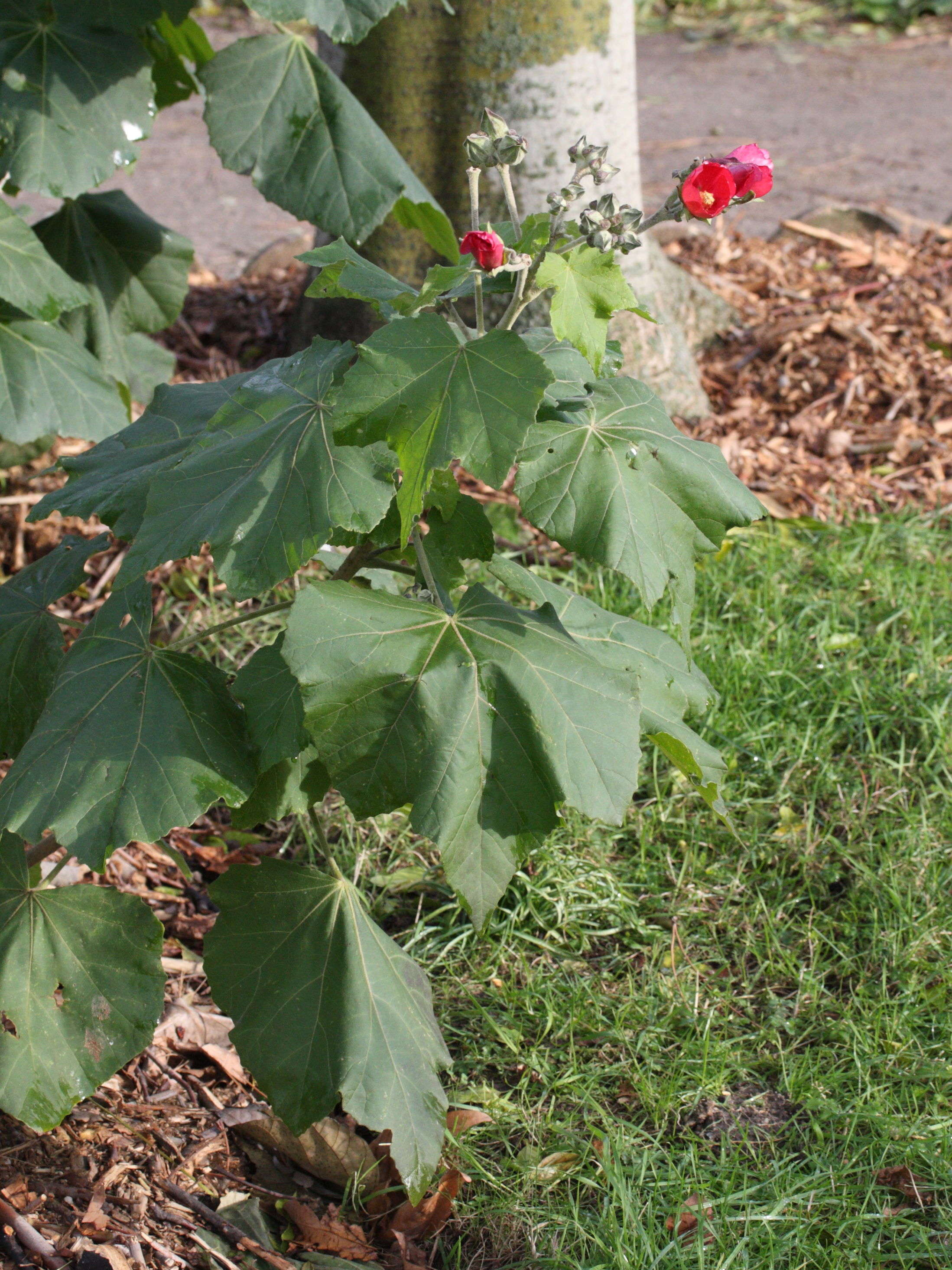 phymosia_umbellata1md