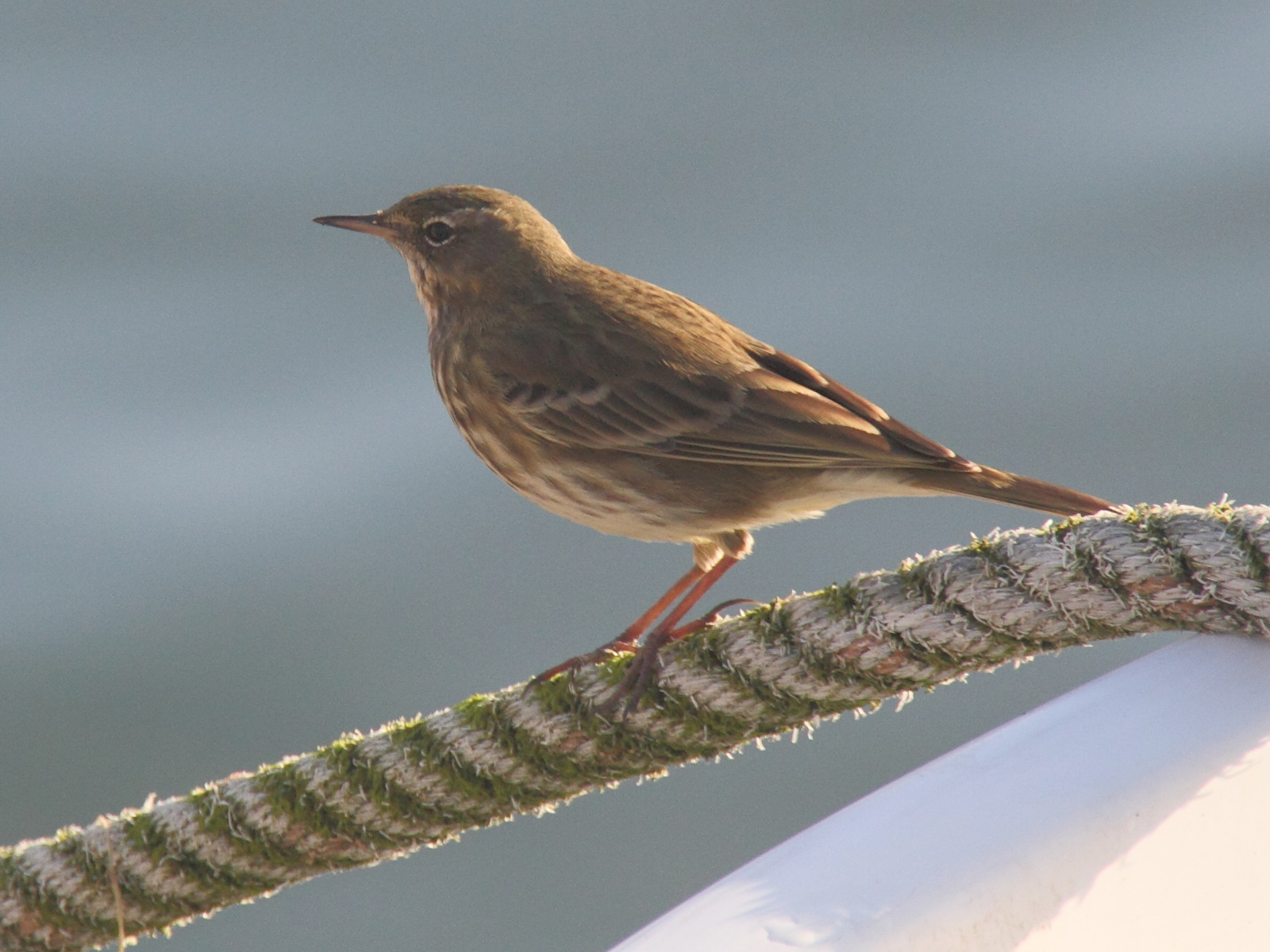 pipit_farlouse_-_anthus_pratensis3md