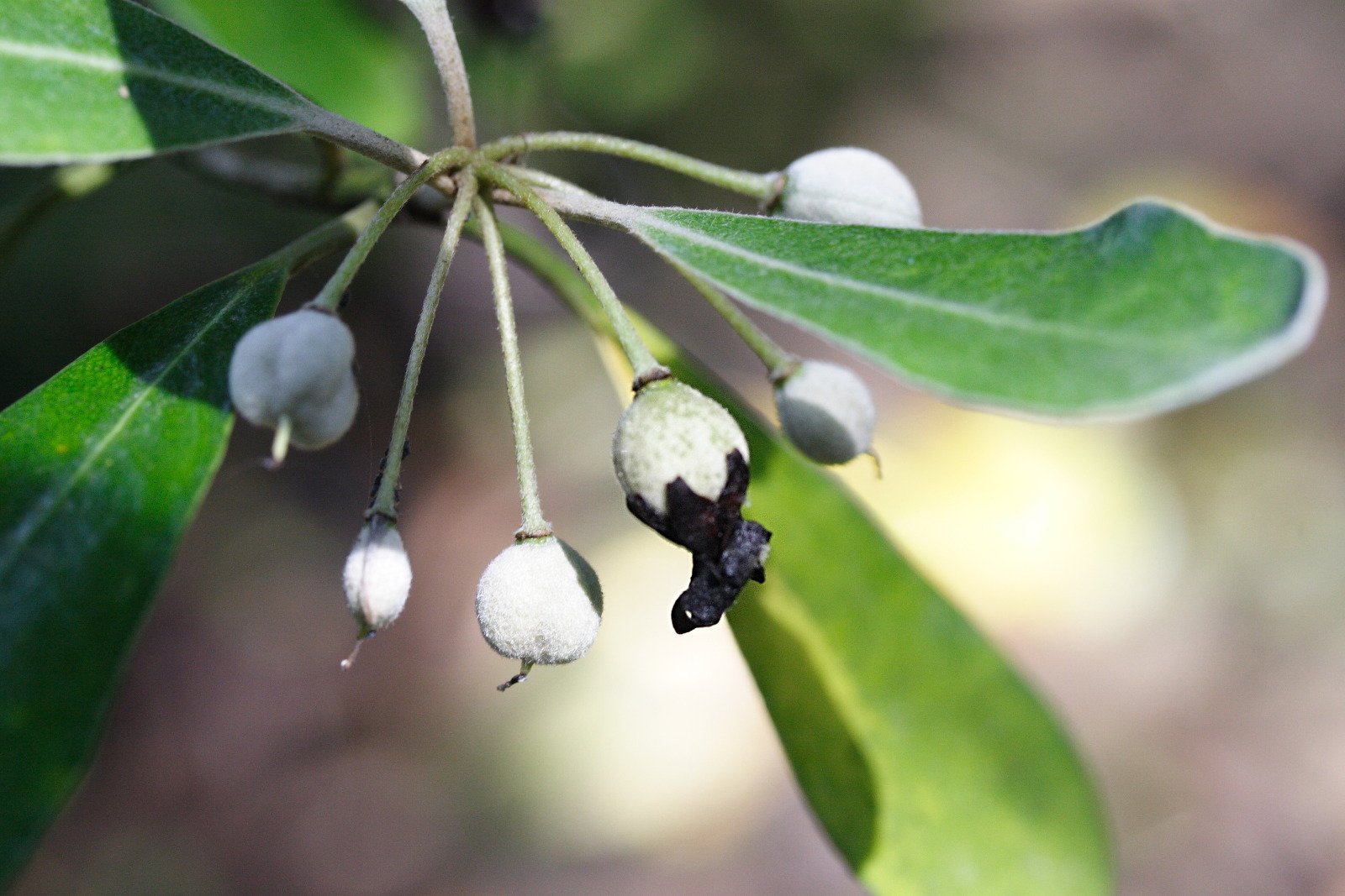 Afficher le média Pittosporum_crassifolium Pittosporum_crassifolium