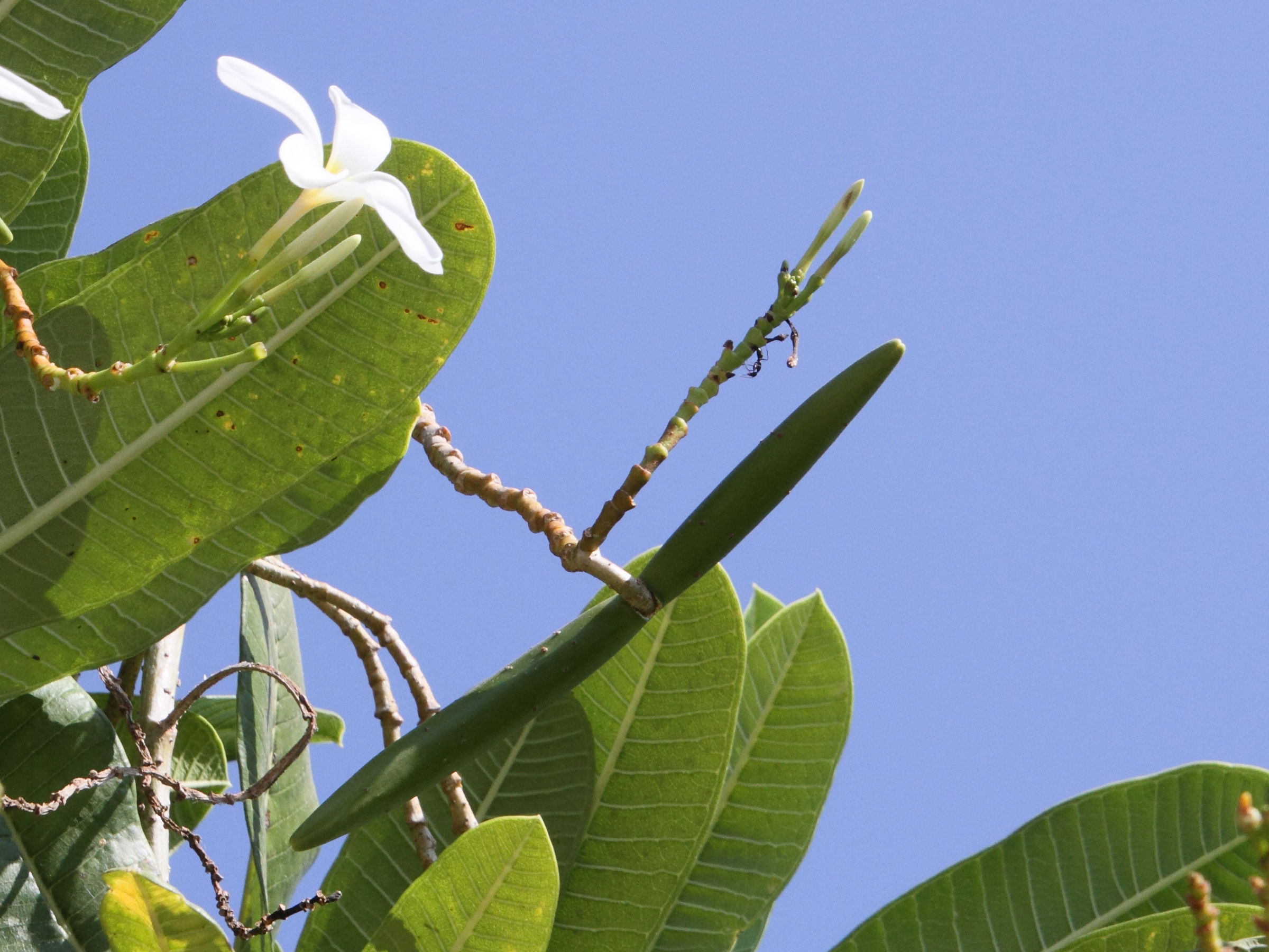 plumeria_acuminata3md