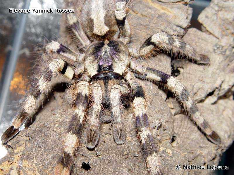 poecilotheria_formosa1ml