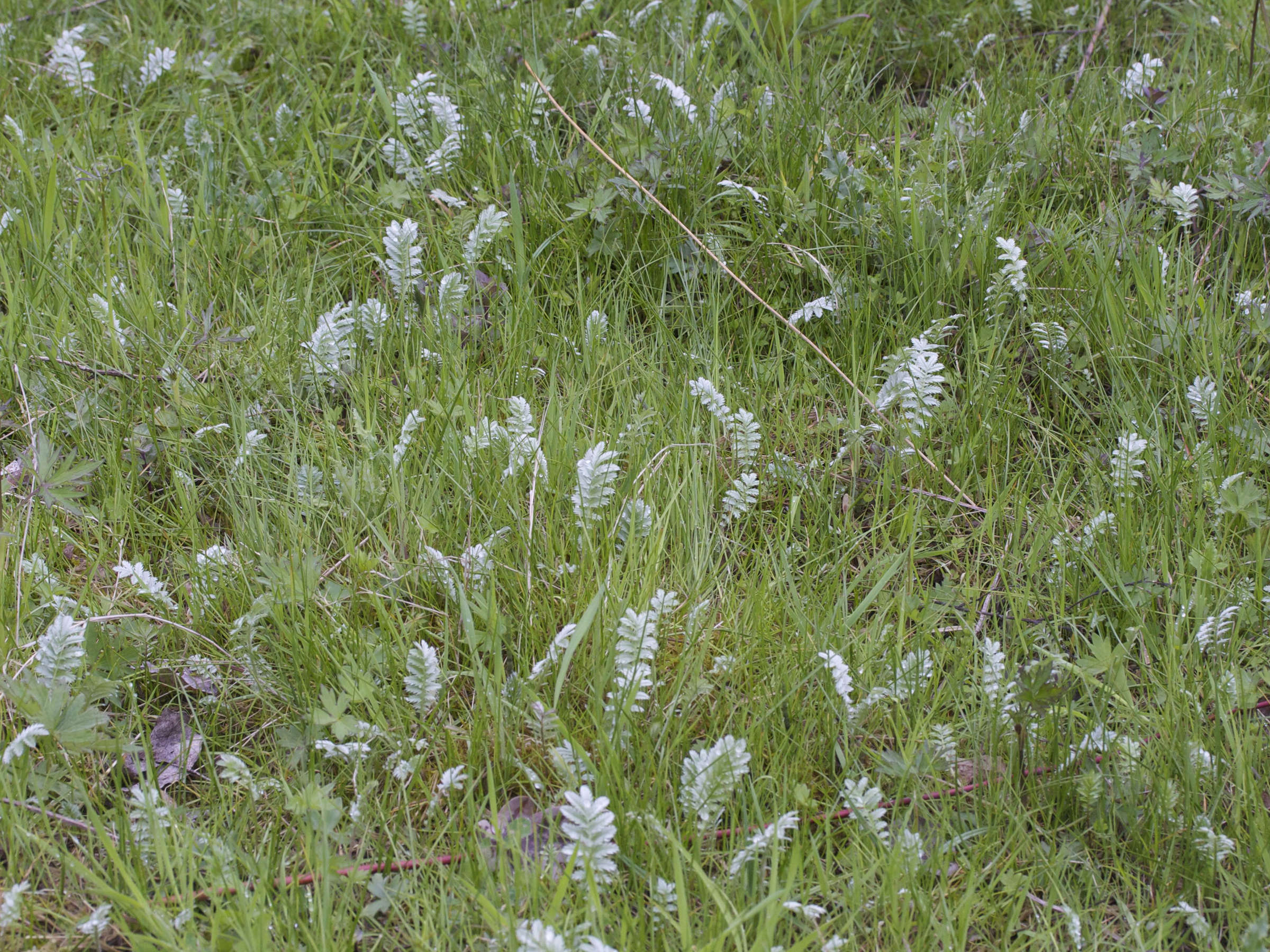 potentilla_anserina7md