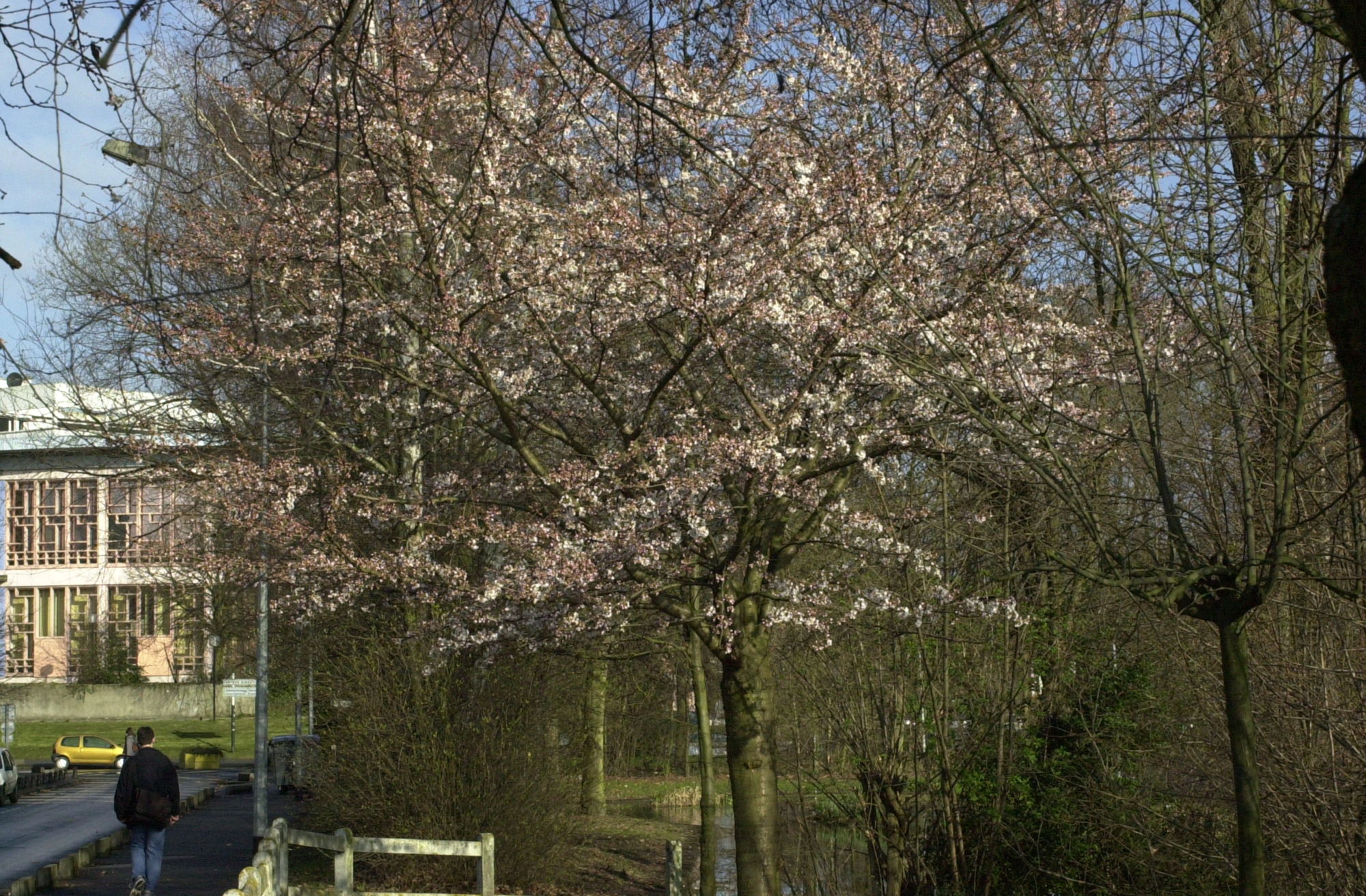 Afficher le média prunus_avium1md prunus_avium1md