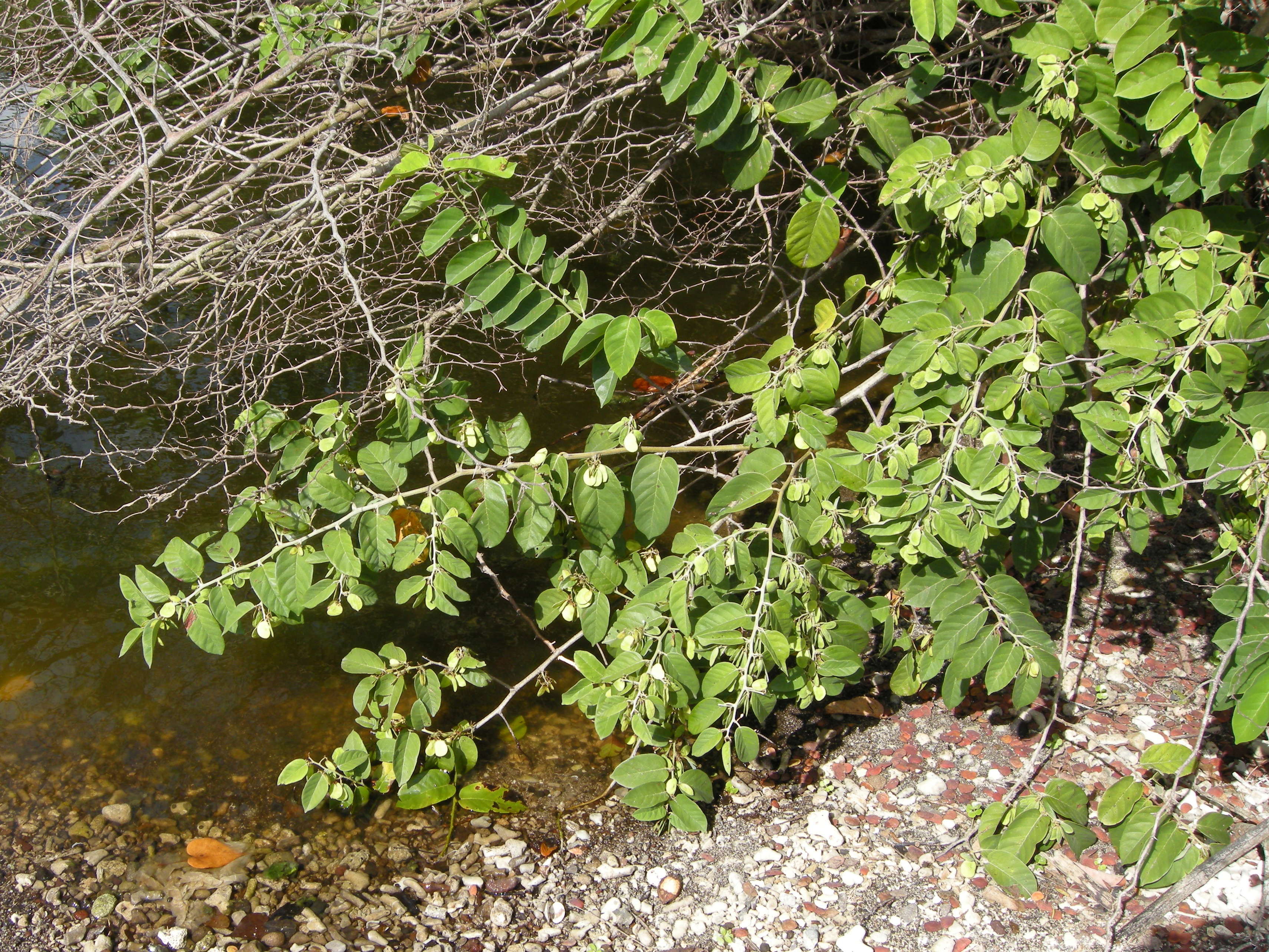 pterocarpus_officinalis5bmd