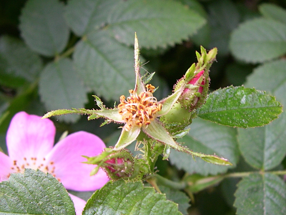 rosa_rubiginosa3amd