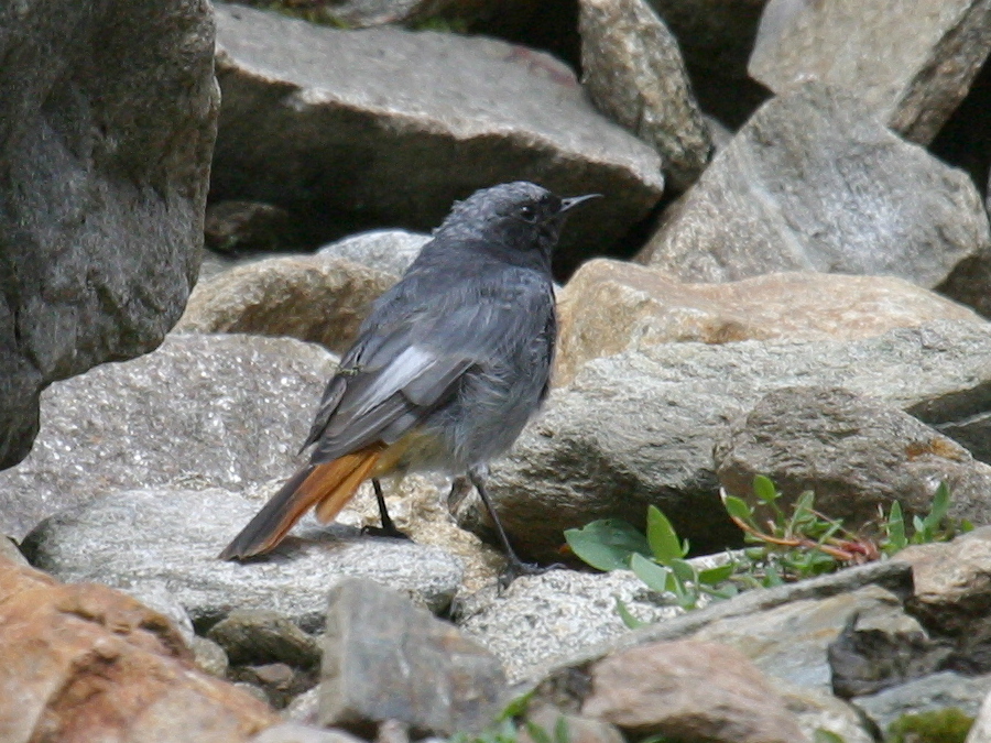 rougequeue_noir_-_phoenicurus_ochruros2bd