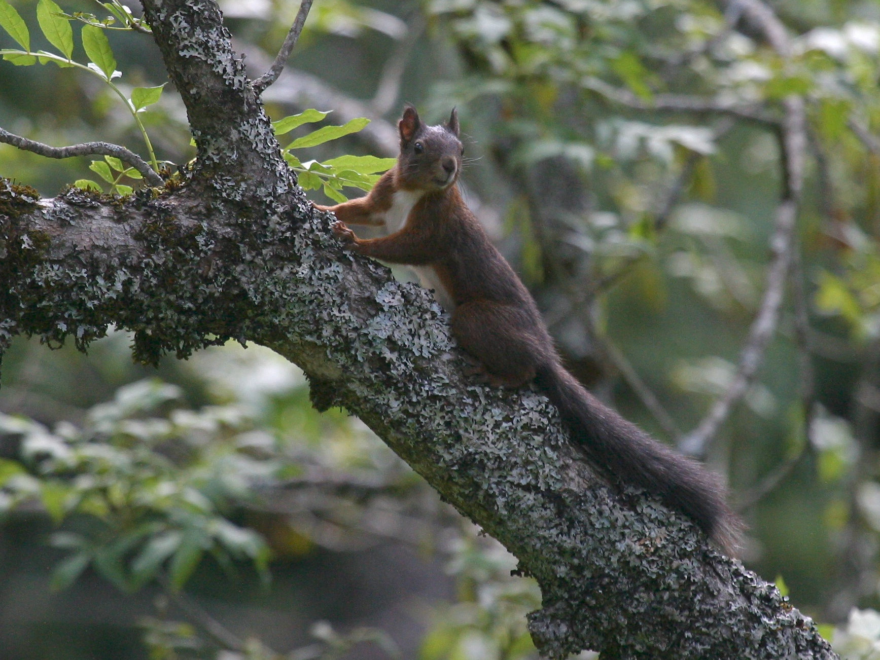 sciurus_vulgaris3bd
